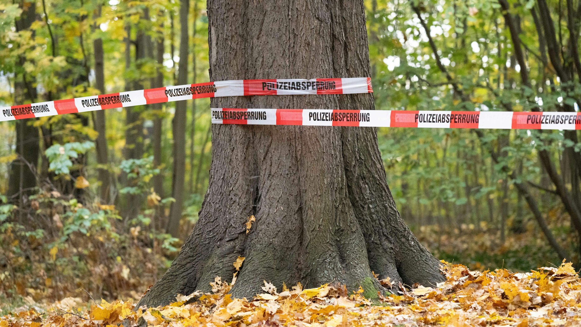 Ein Waldgebiet wurde für die Suche nach dem angeblich vermissten Mädchen abgesperrt.