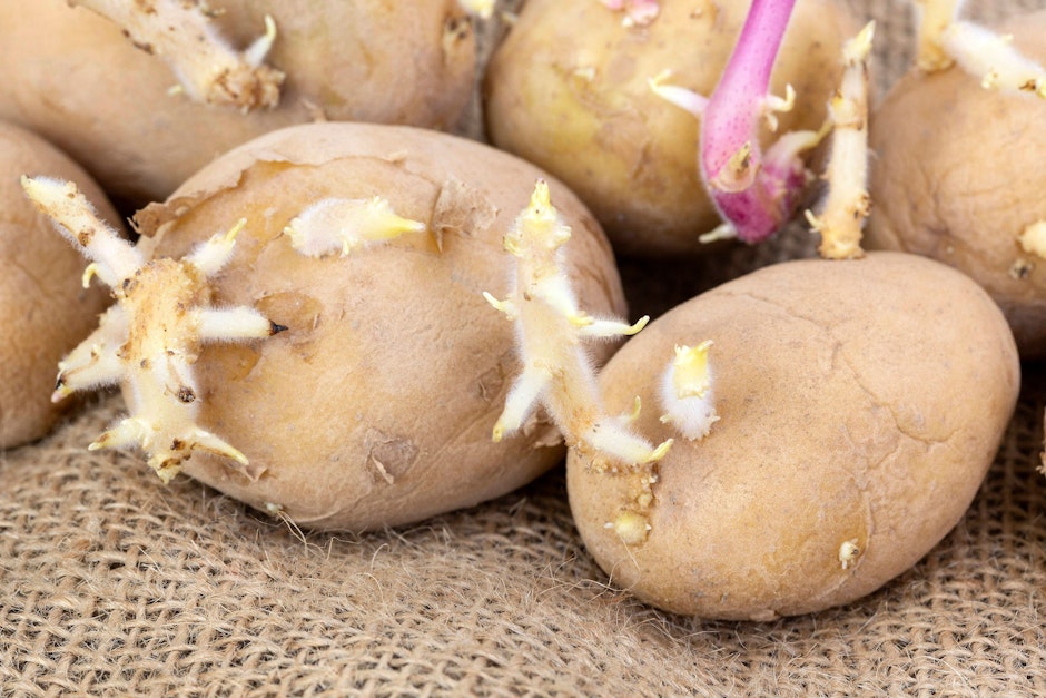 Sind keimende Kartoffeln noch essbar? DARAUF kommt es an!
