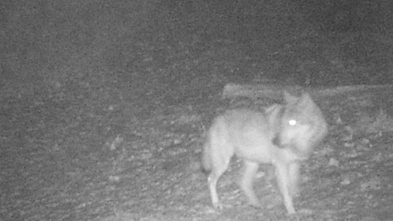 Ein Bild aus der Kamera einer Fotofalle zeigt den Wolf, der in diesen Tagen in der Gegend um Althüttendorf unterwegs ist.