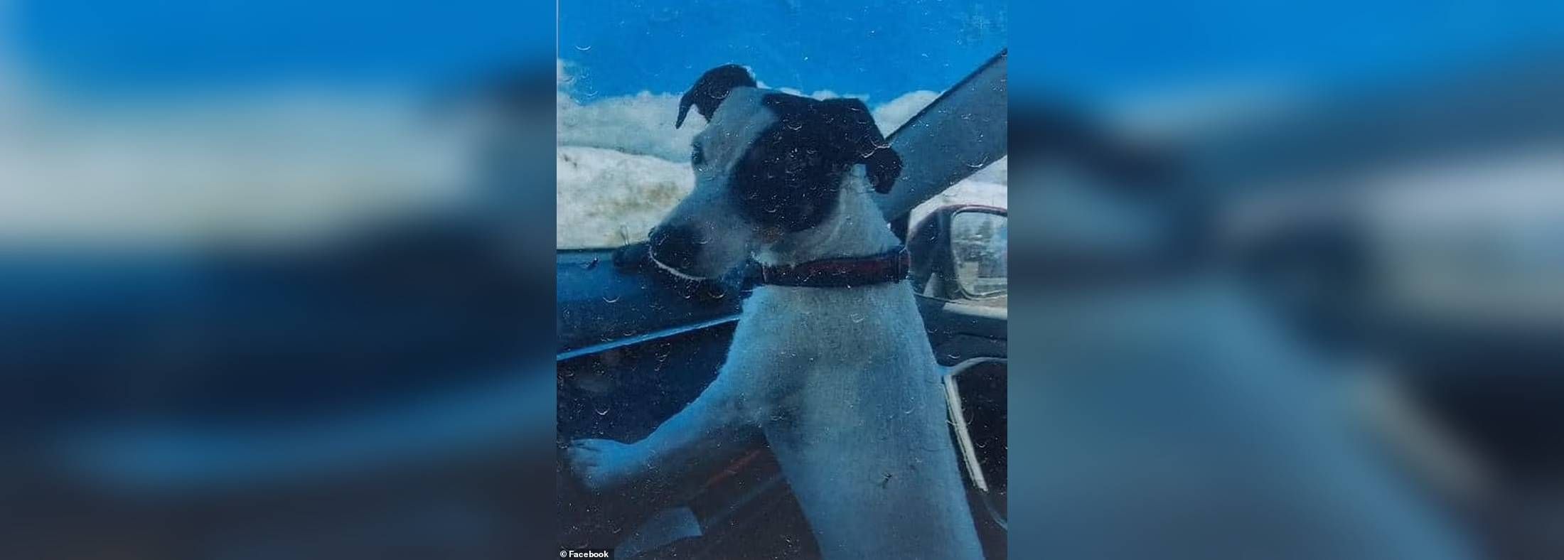 Image - Wie traurig! Hund wachte zwei Monate neben der Leiche seines Herrchens