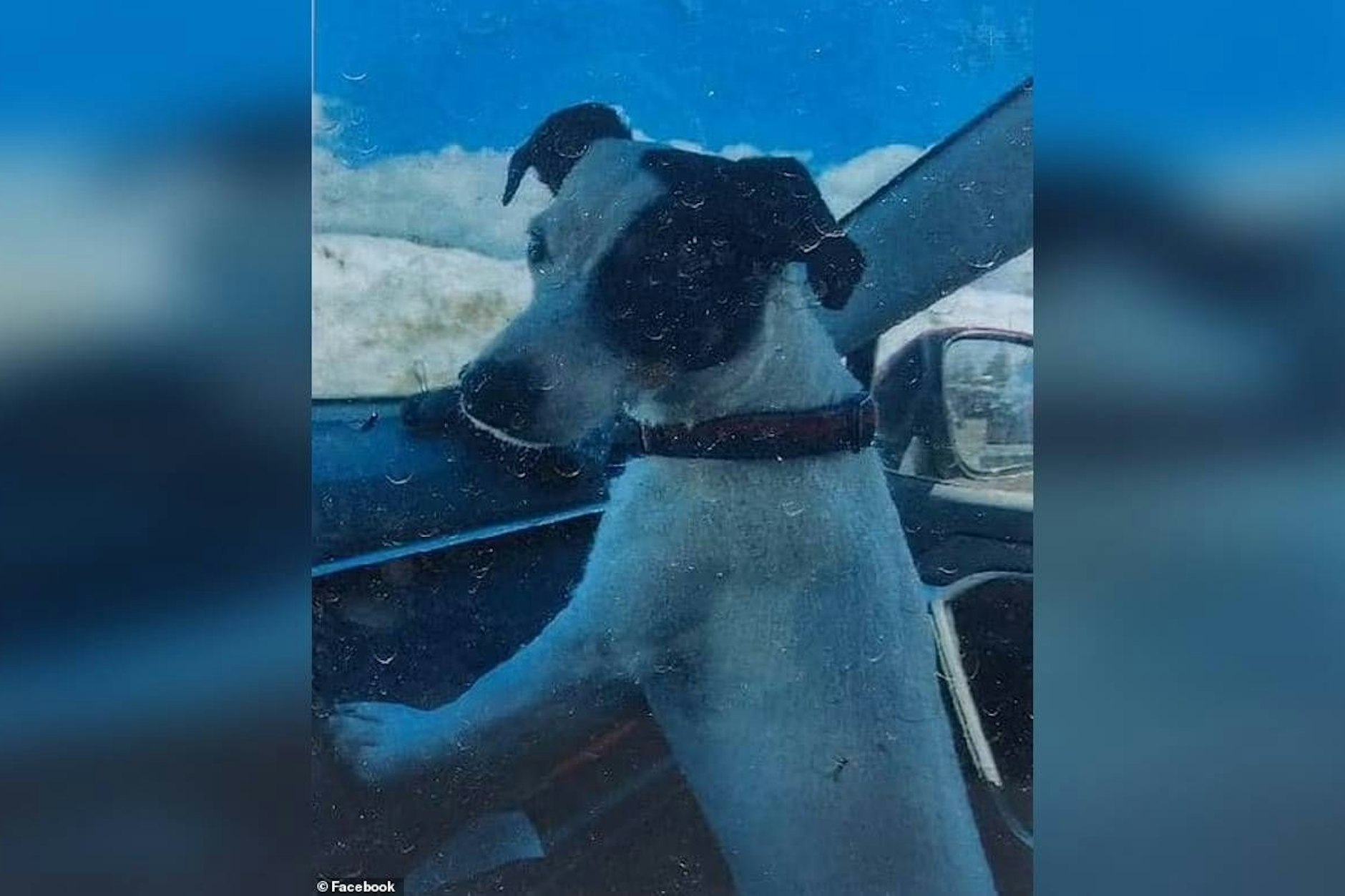 Hund Finney wachte zehn Wochen lang neben seinem toten Herrchen.