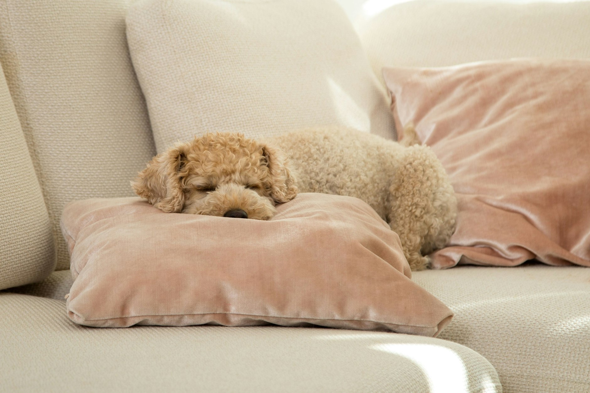 Seit dem 1. Januar 2022 müssen Hunde in Berlin in einem zentralen Hunderegister erfasst werden. 