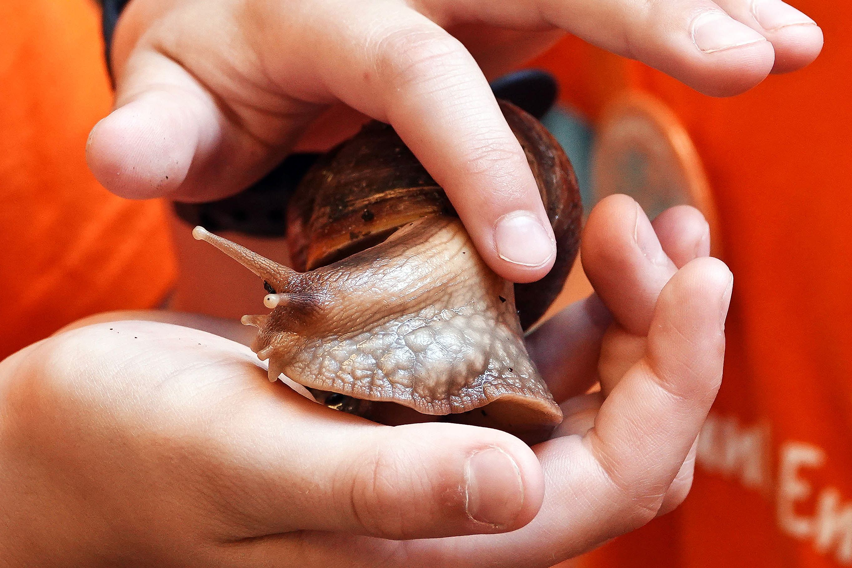 Vorsicht, Schnecke! Trend-Haustier überträgt den Ratten-Lungen-Wurm