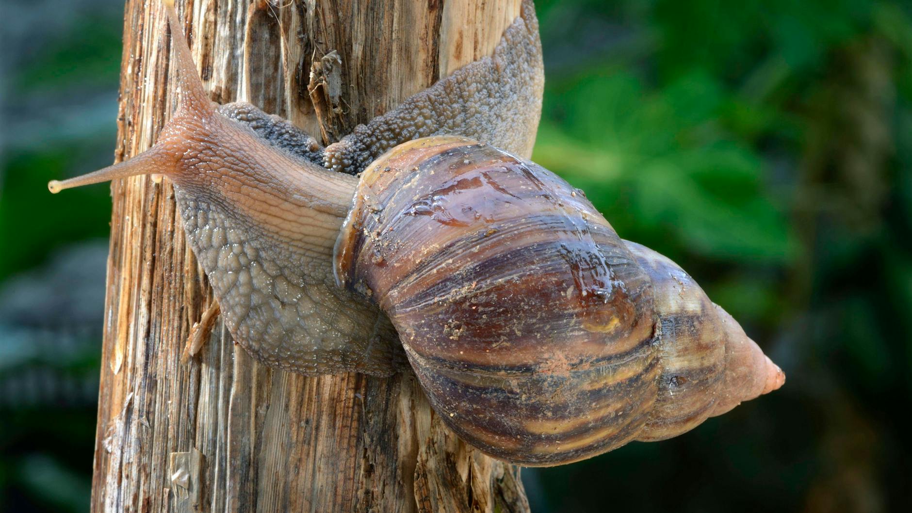 Die Riesenschnecken gehören eigentlich in die freie Natur, werden aber von immer mehr Menschen als Haustier gehalten.
