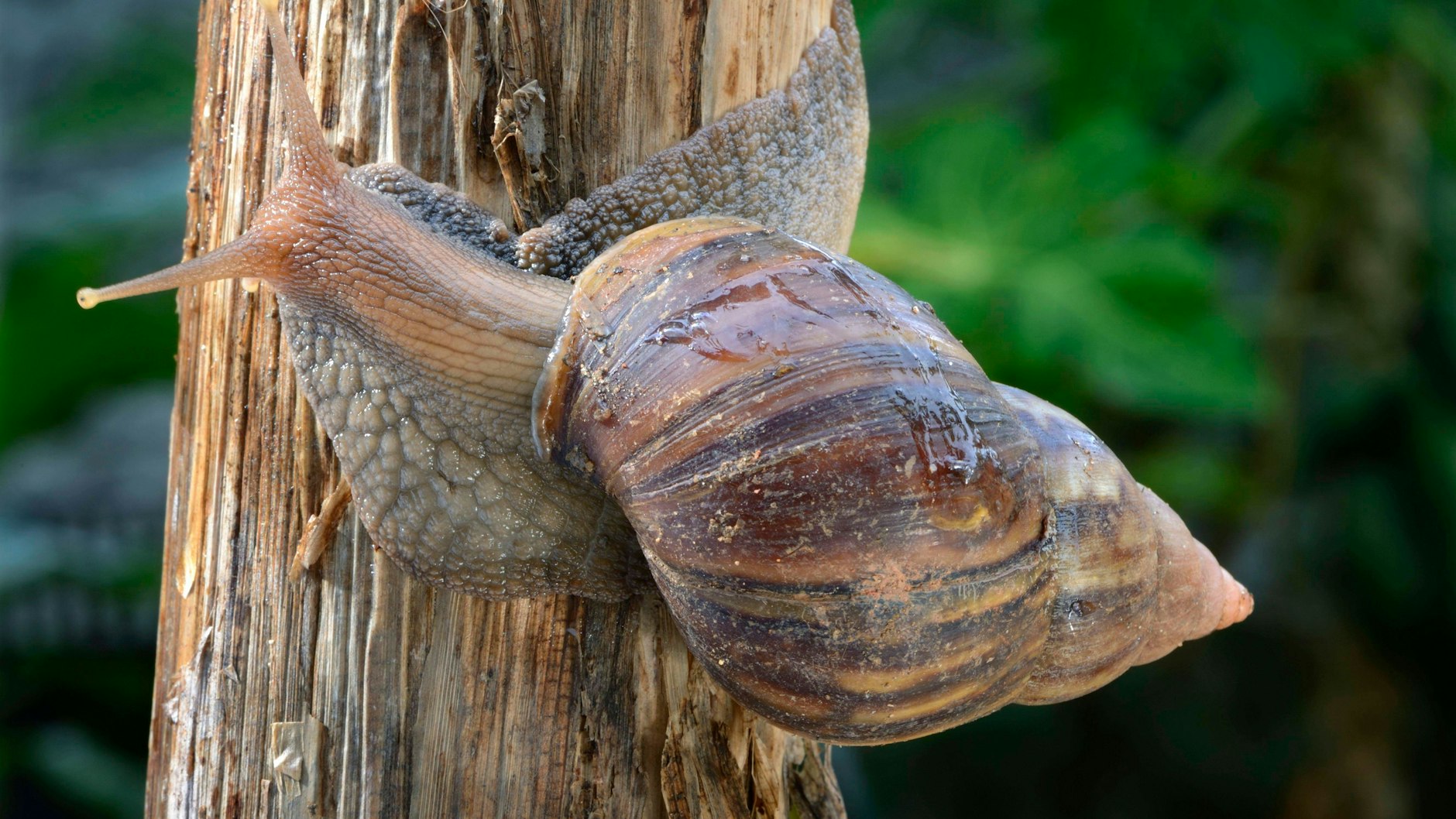 Die Riesenschnecken gehören eigentlich in die freie Natur, werden aber von immer mehr Menschen als Haustier gehalten.