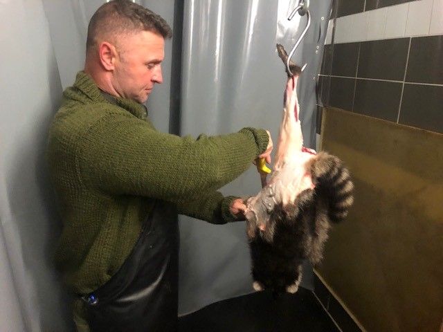 Würden Sie das essen? Dieser Metzger macht Waschbären zu Buletten