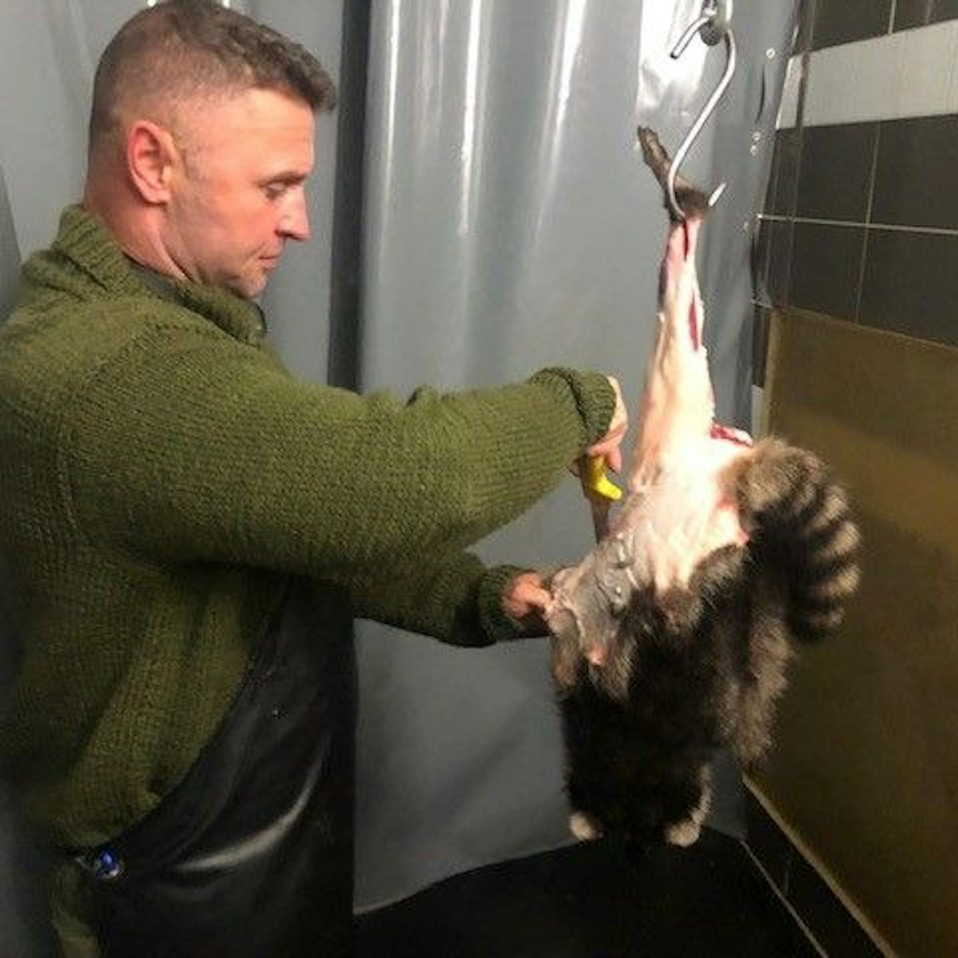 Würden Sie das essen? Dieser Metzger macht Waschbären zu Buletten