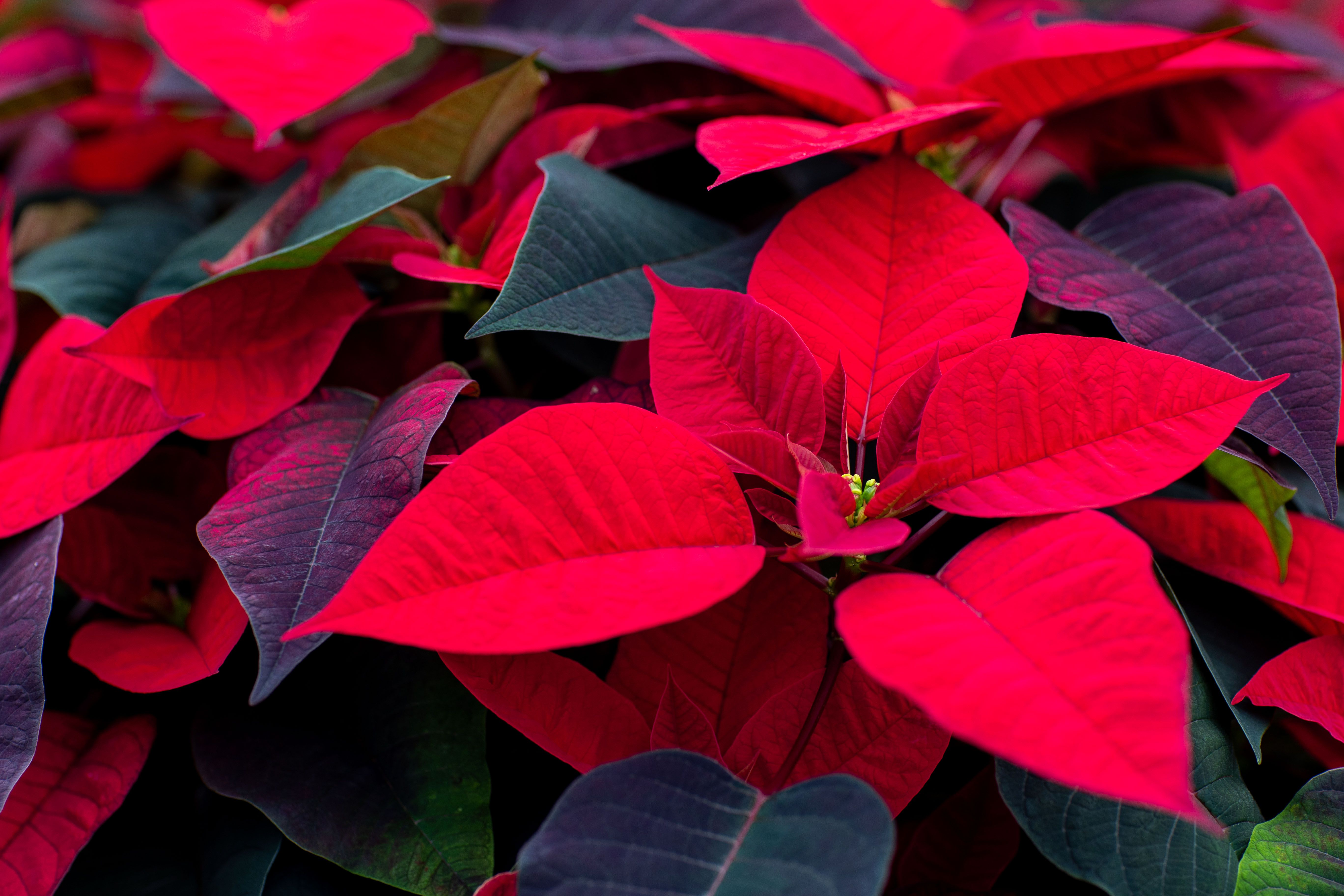 Darum wirft Ihr Weihnachtsstern die Blätter ab: Richtig gießen und pflegen – vier Profi-Tipps!