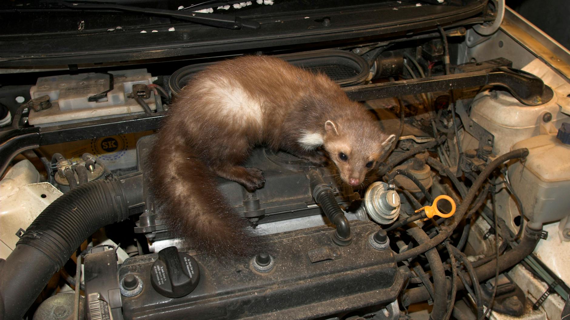 Das ist eher ihr Ding: In dem Motor eines herkömmlichen Verbrennerautos fühlen sich Marder wohl.