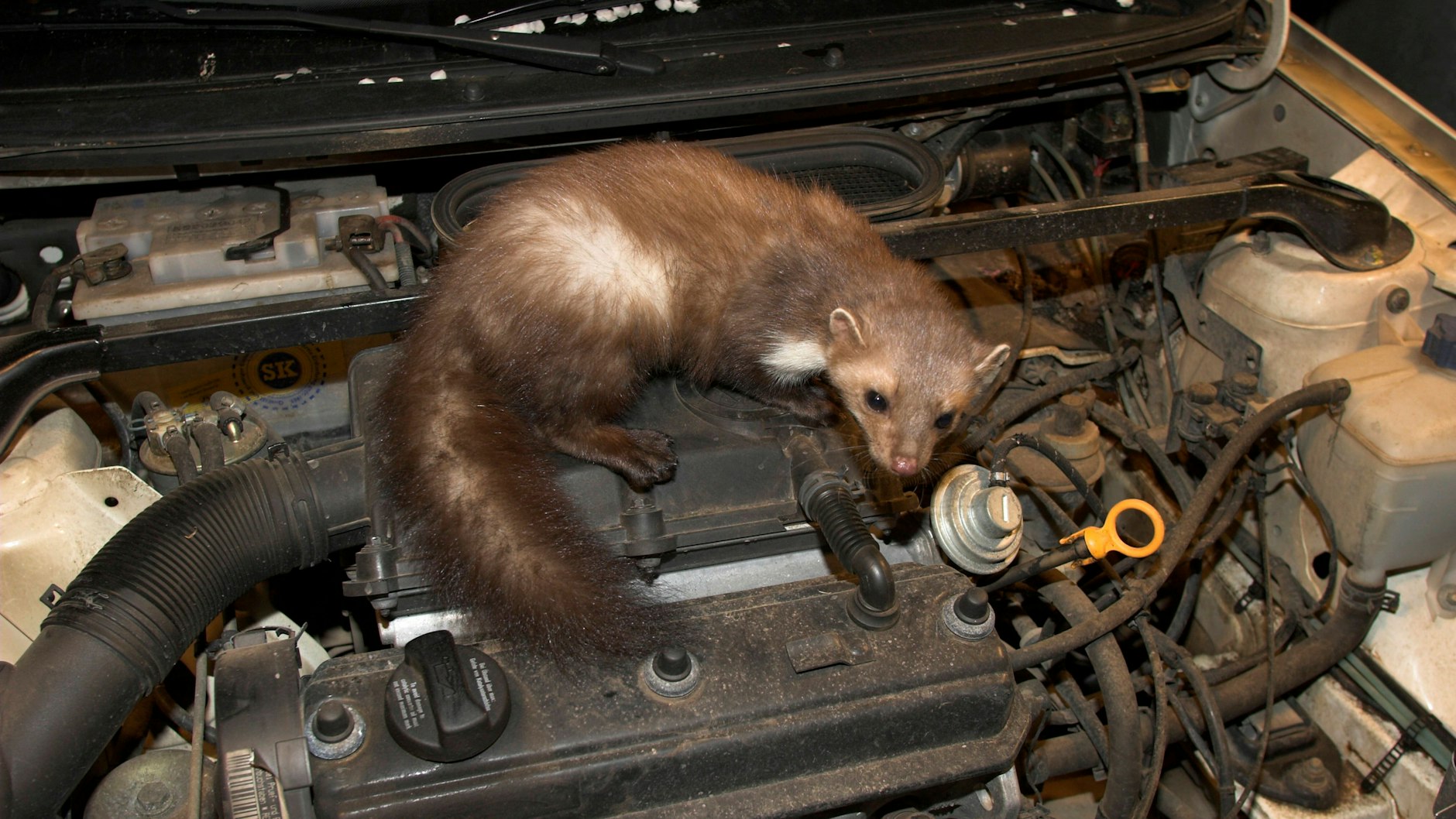Das ist eher ihr Ding: In dem Motor eines herkömmlichen Verbrennerautos fühlen sich Marder wohl.