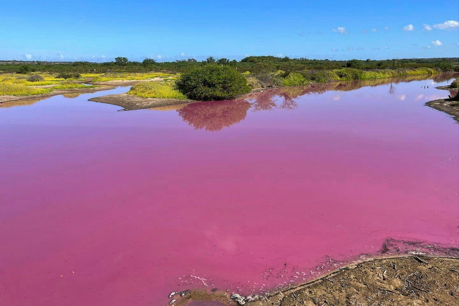 This Nov. 8, 2023, photo provided by Leslie Diamond shows the pond at the Kealia Pond National Wildlife Refuge on Maui, Hawaii, that turned pink on Oct. 30, 2023. Officials in Hawaii are investigating why the pond turned pink, but there are some indications that drought may be to blame. (Leslie Diamond via AP)