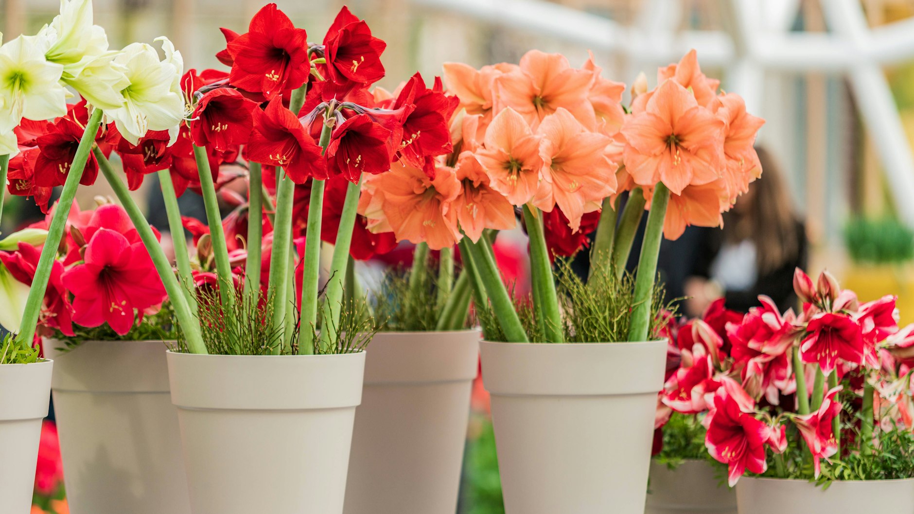 Die Amaryllis blüht in vielen verschiedenen Farben.