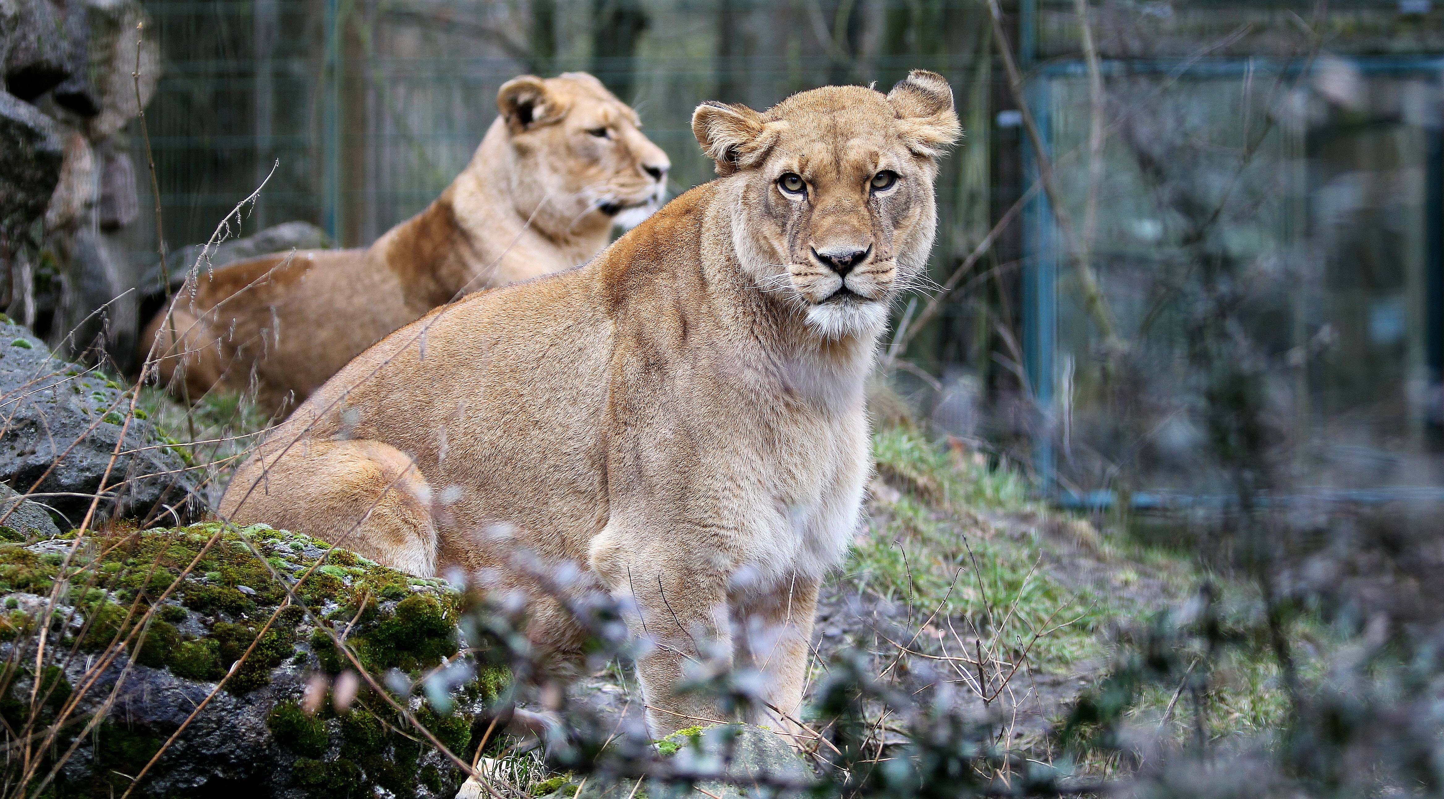 Behörde verbietet Kleinmachnow Patenschaft für echte Löwen