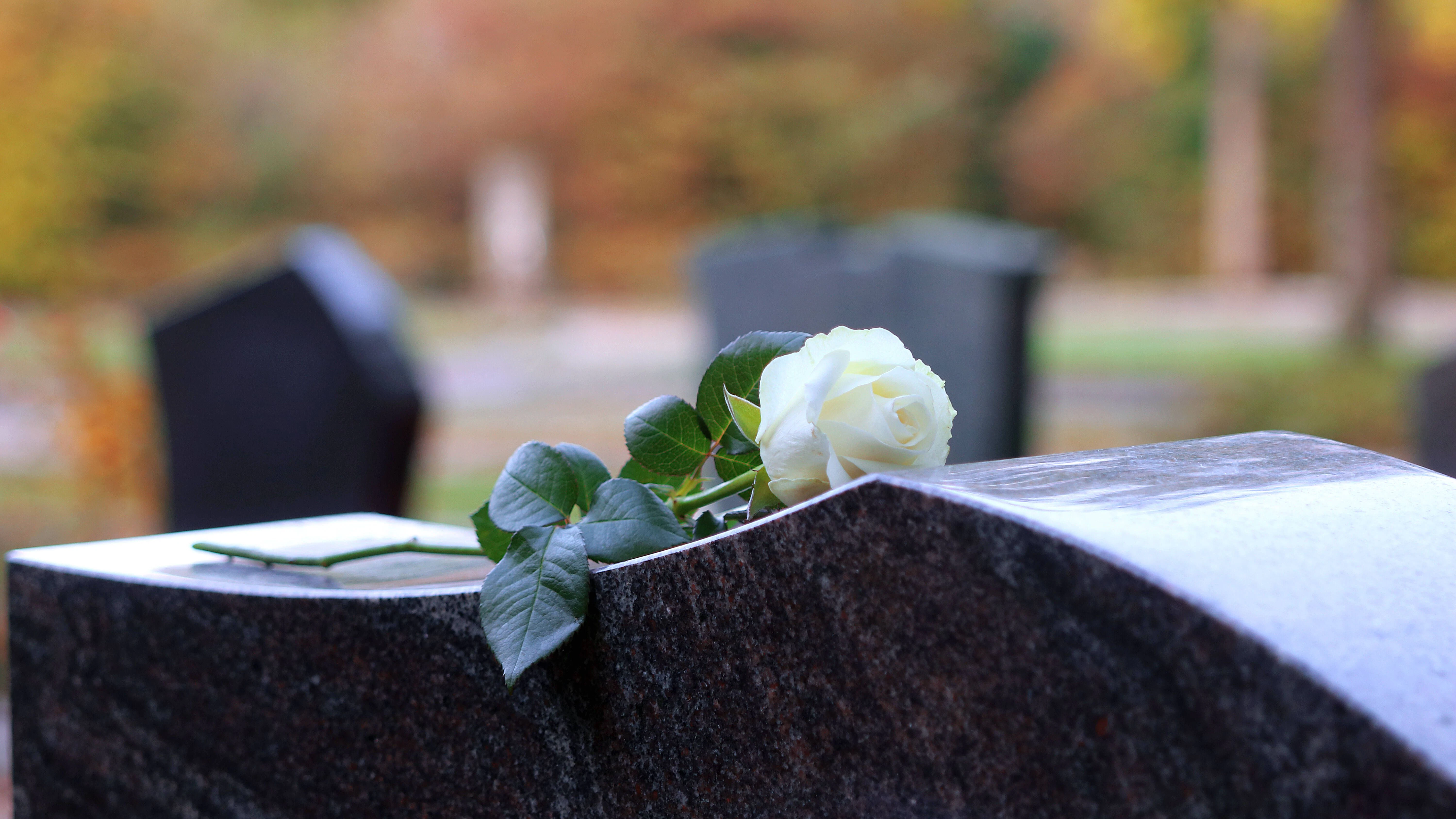 Eine weiße Rose als Zeichen der Trauer