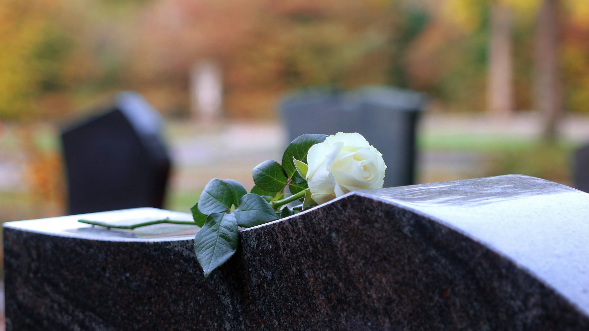 Eine weiße Rose als Zeichen der Trauer