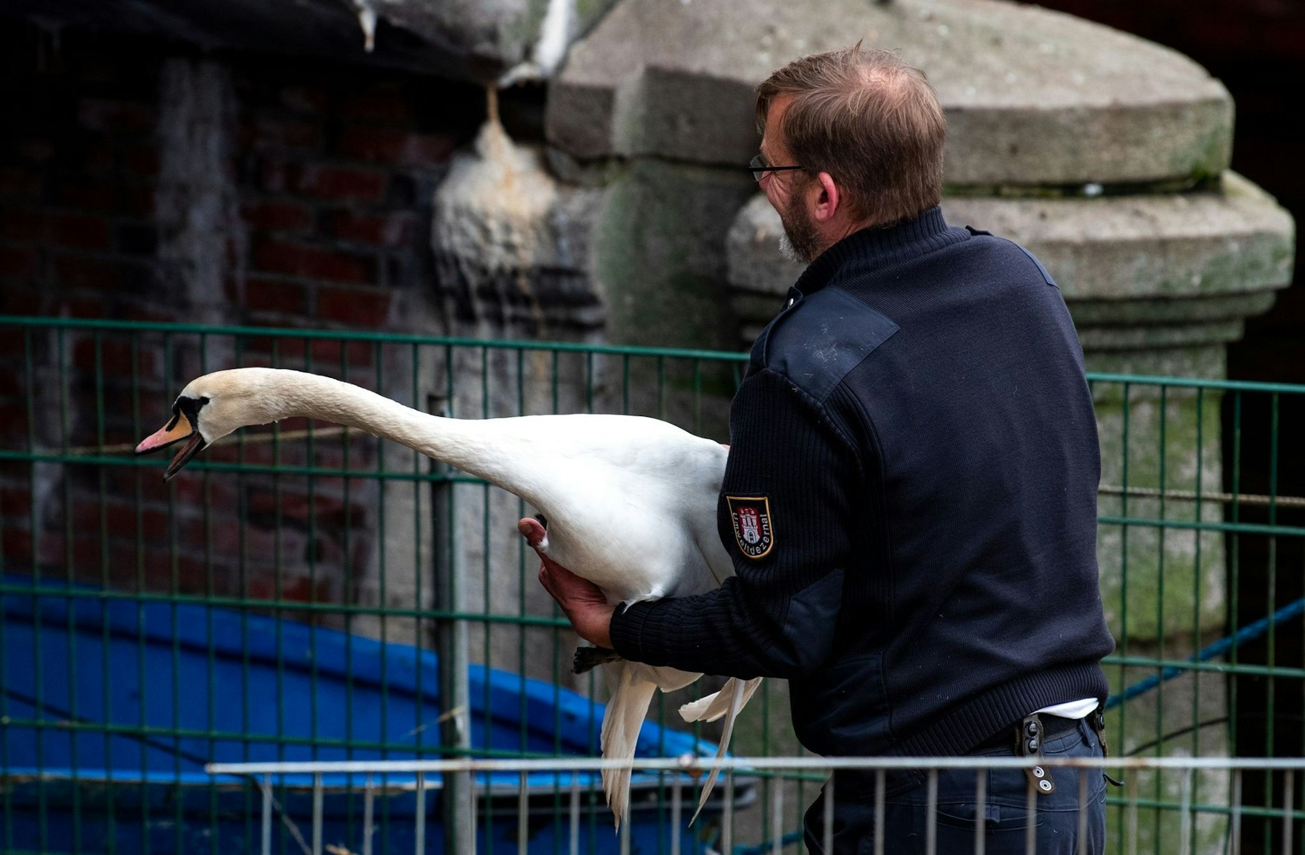 Hamburgs Alsterschwäne kommen in ihr Winterquartier. Olaf Nieß, «Hamburgs Schwanenvater», fängt sie ein.  woldt