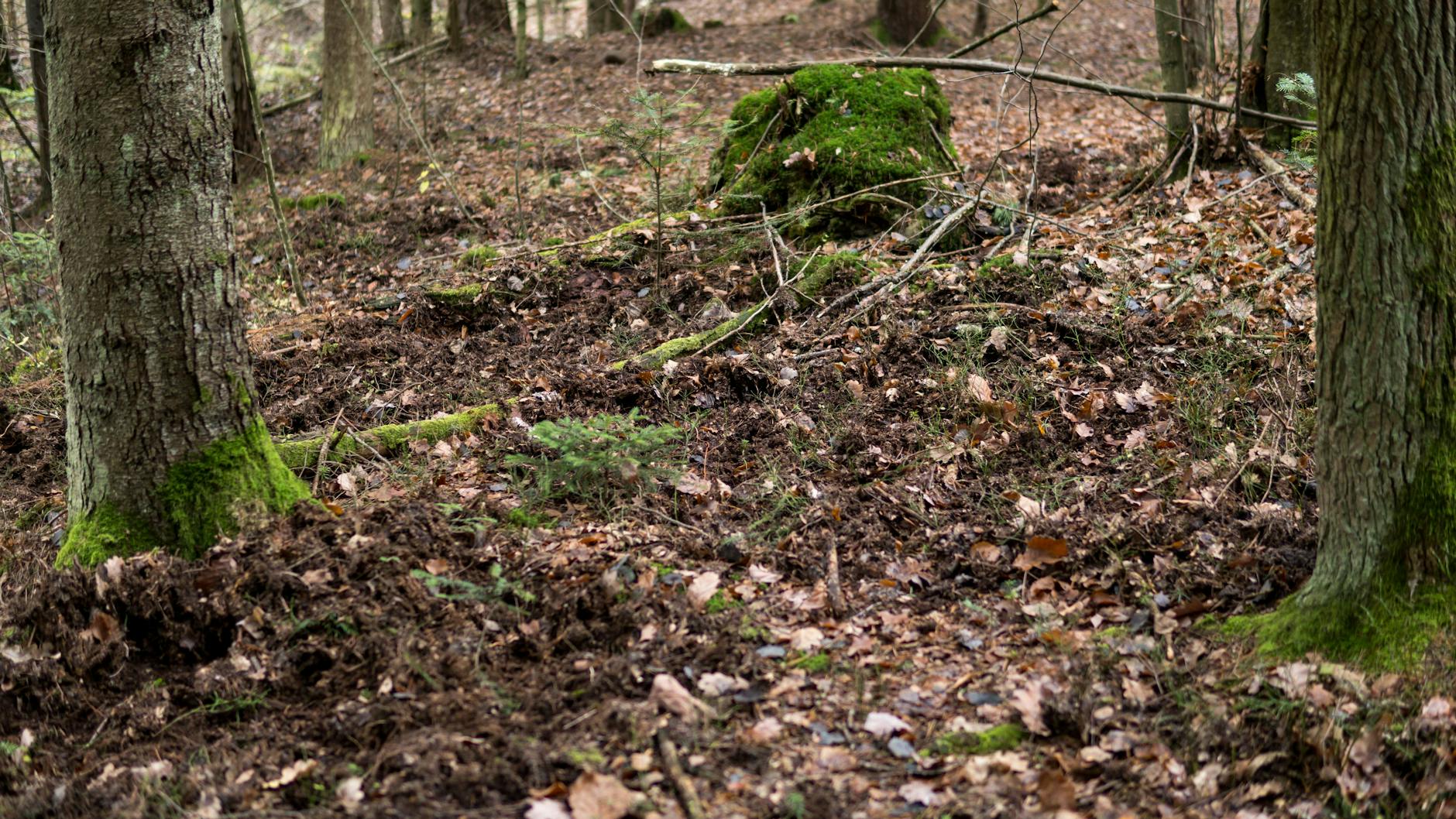 Wo sonst massenhaft Pilze standen: Die Spuren sind deutlich zu sehen, wo Wildschweine im Boden wühlten.