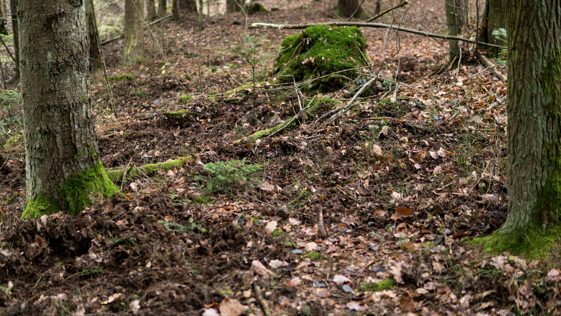 Wo sonst massenhaft Pilze standen: Die Spuren sind deutlich zu sehen, wo Wildschweine im Boden wühlten.
