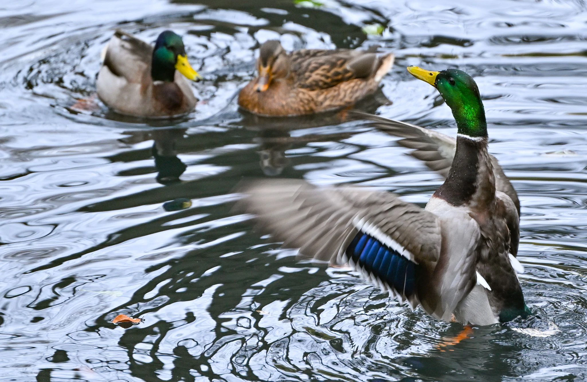 Eine Stockente und ein Stockentenerpel schwimmen auf einem See in Eberswalde, während ein zweiter Erpel mit seinen Flügeln flatternd um Aufmerksamkeit buhlt.  