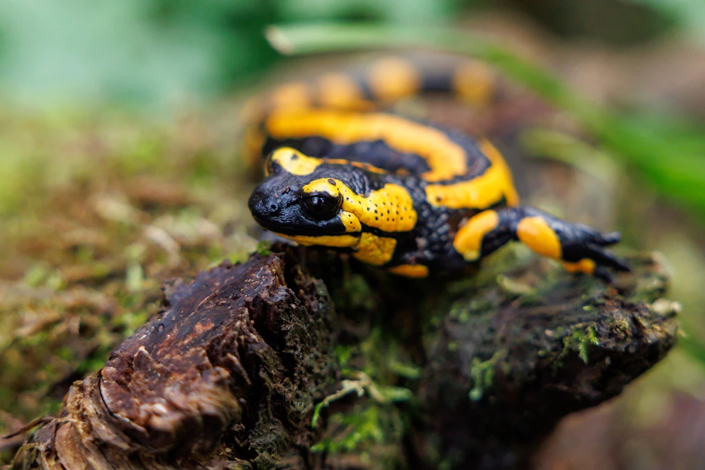 Hautpilz bedroht Feuersalamander