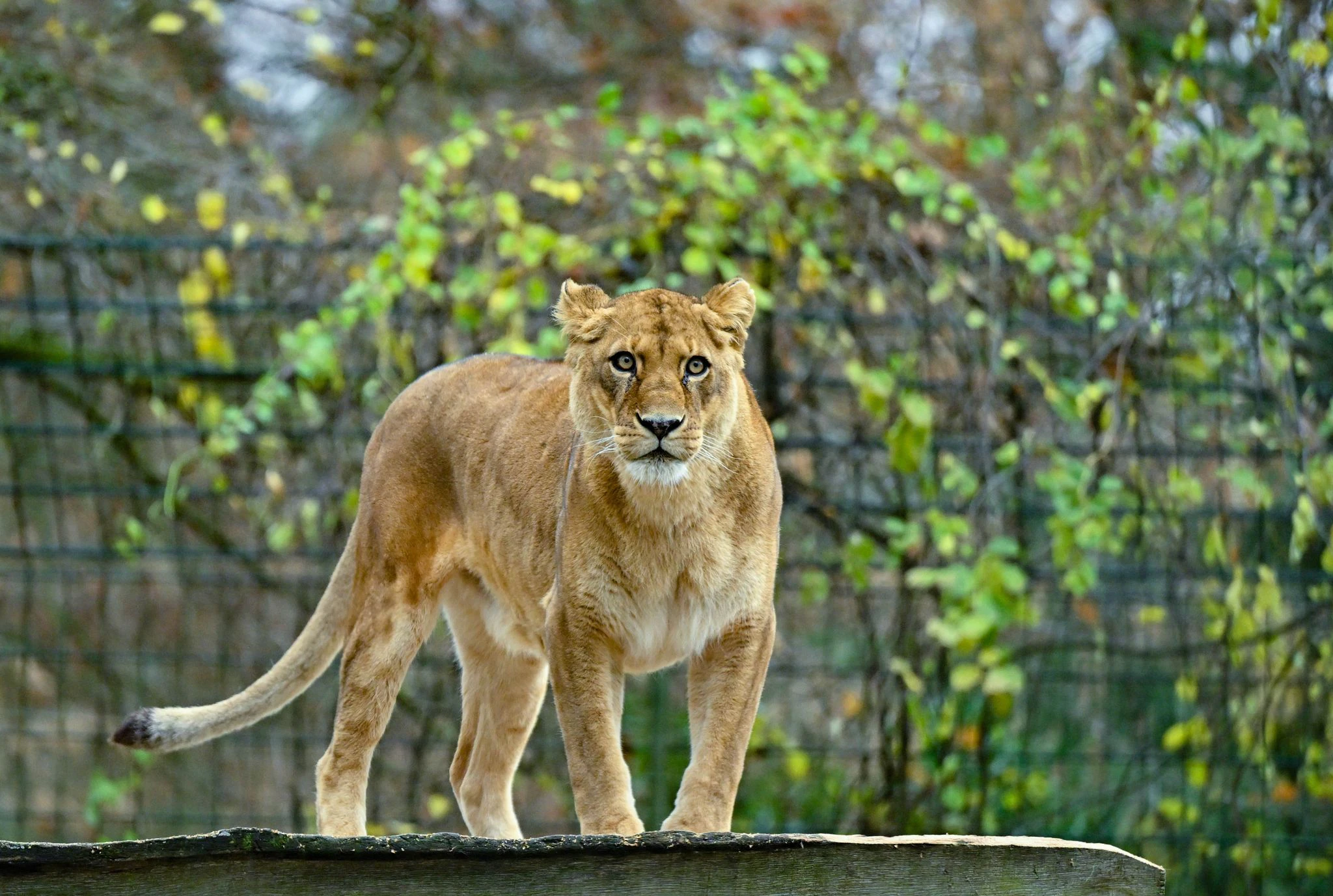 Nach der aufsehenerregenden Suche nach einer vermeintlichen Löwin spendet der Ort Kleinmachnow in Brandenburg für das Löwengehege im Zoo Eberswalde (Barnim) 500 Euro. Die Suche sorgte diesen Sommer für große Aufmerksamkeit.  