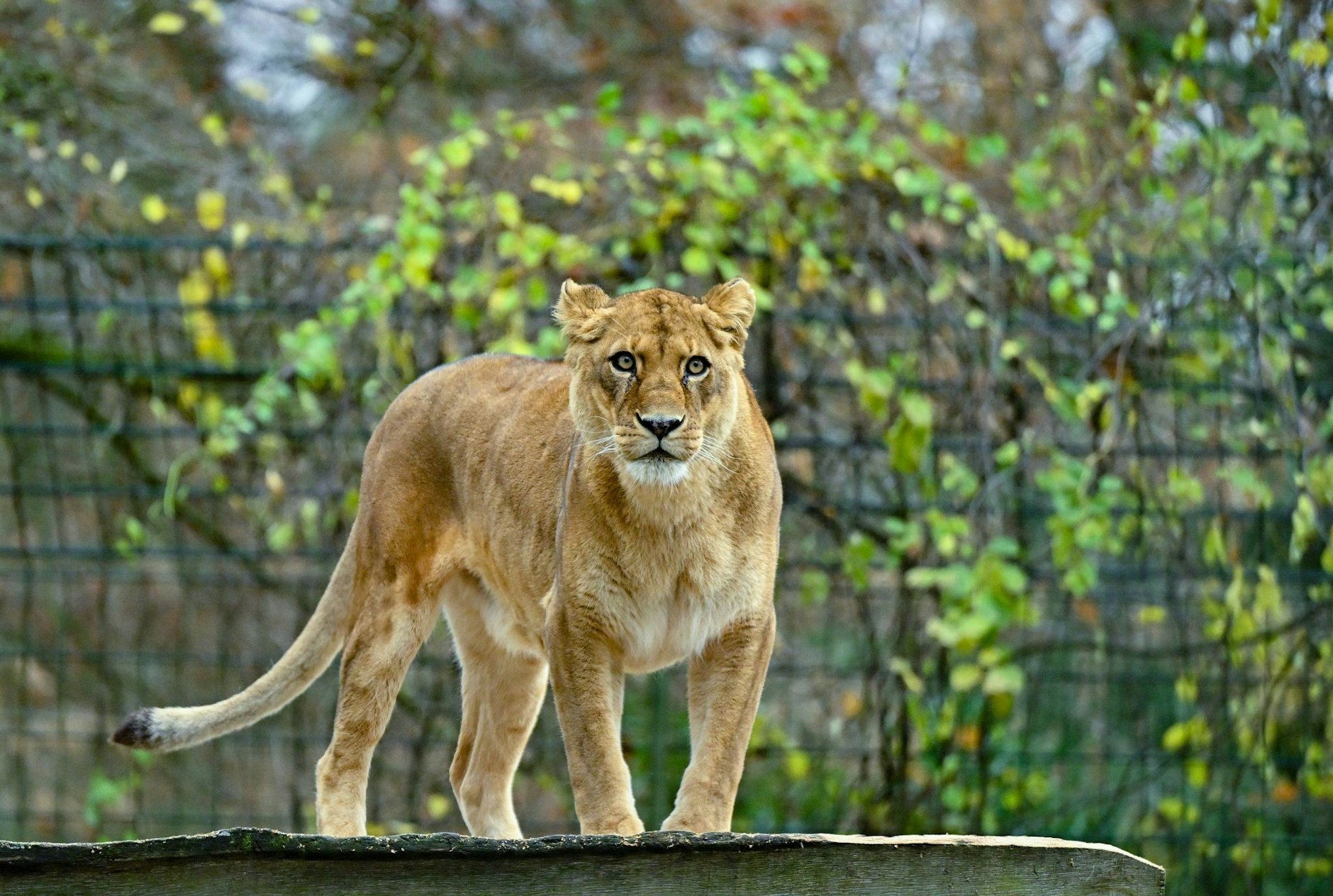 Nach der aufsehenerregenden Suche nach einer vermeintlichen Löwin spendet der Ort Kleinmachnow in Brandenburg für das Löwengehege im Zoo Eberswalde (Barnim) 500 Euro. Die Suche sorgte diesen Sommer für große Aufmerksamkeit.  