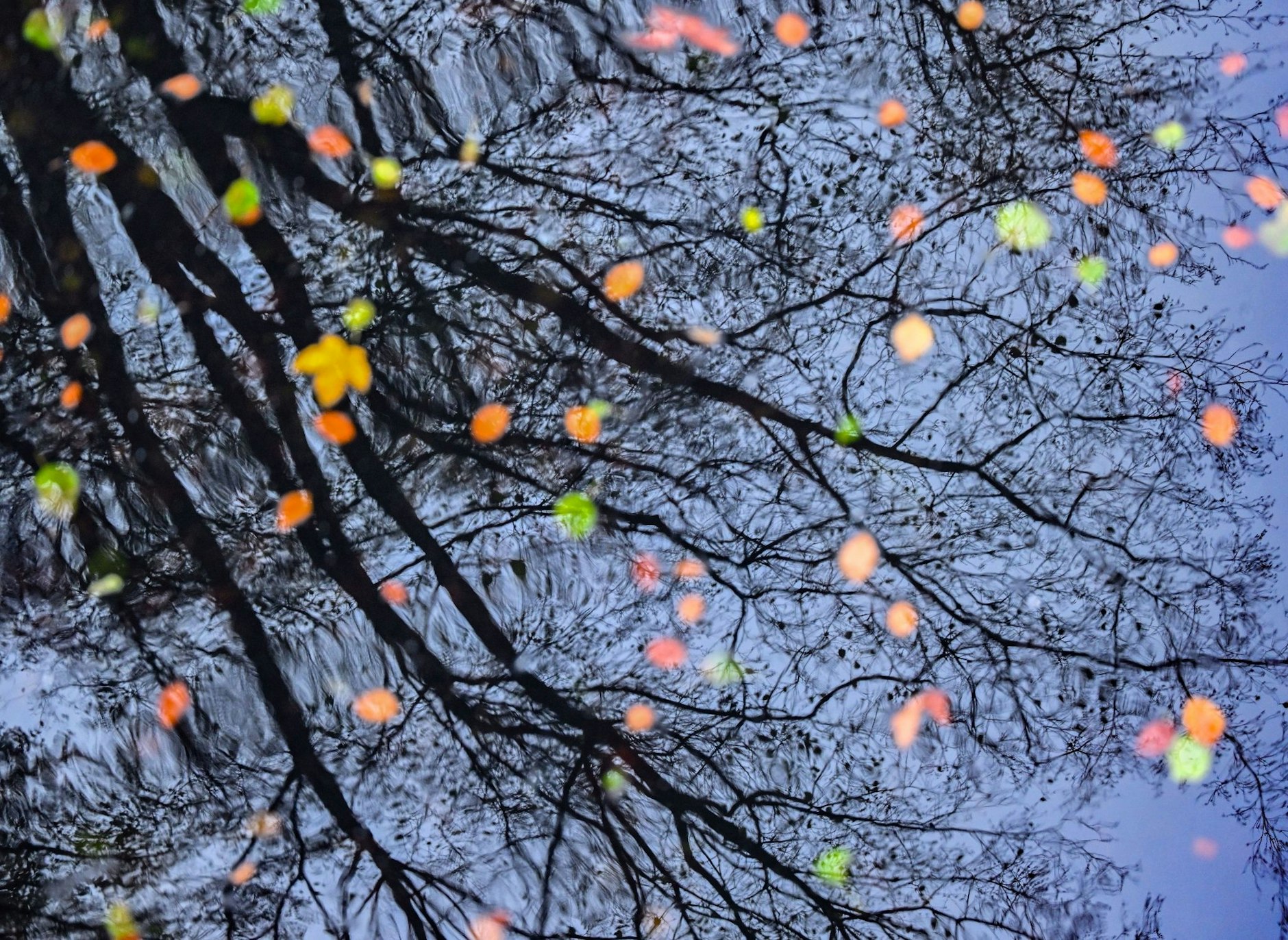 Äste spiegeln sich im Wasser eines kleinen Sees, auf dem buntes Herbstlaub schwimmt. Im Brandenburgischen Eberswalde hängen immer noch vereinzelt Blätter an den Bäumen.  