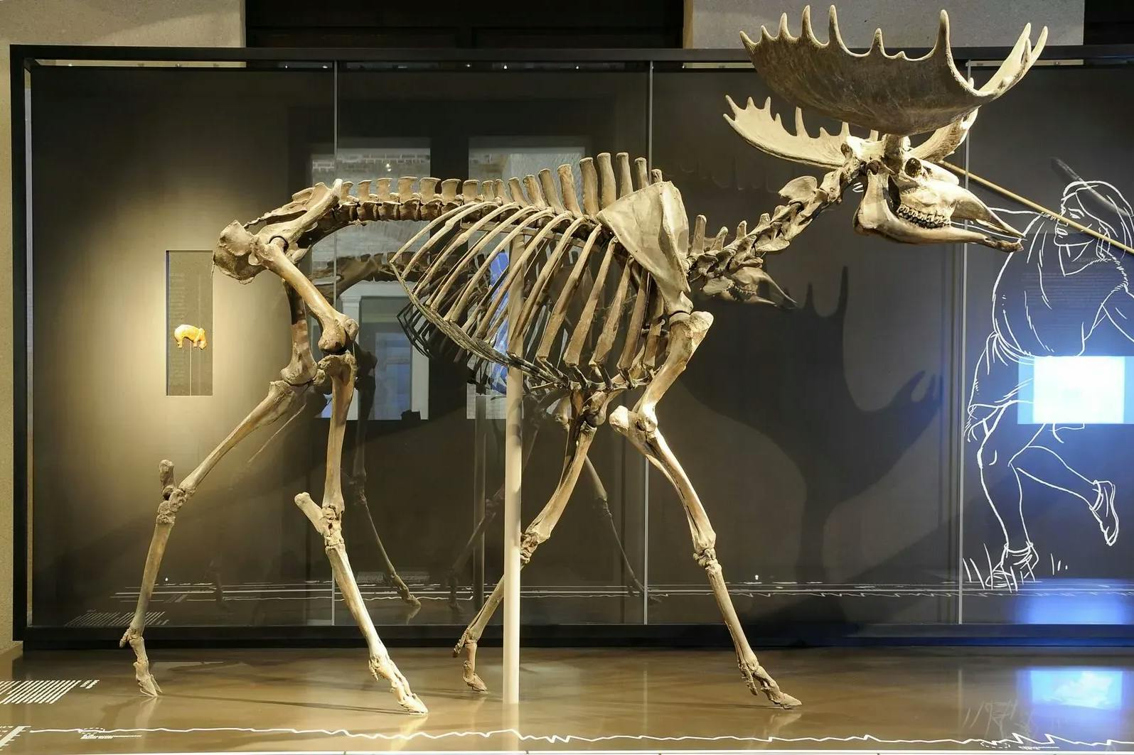 Der Elch vom Hansaplatz, ausgestellt im Museum für Vor- und Frühgeschichte, eröffnet als ältestes Objekt den Reigen der Erzählungen in dem Buch.