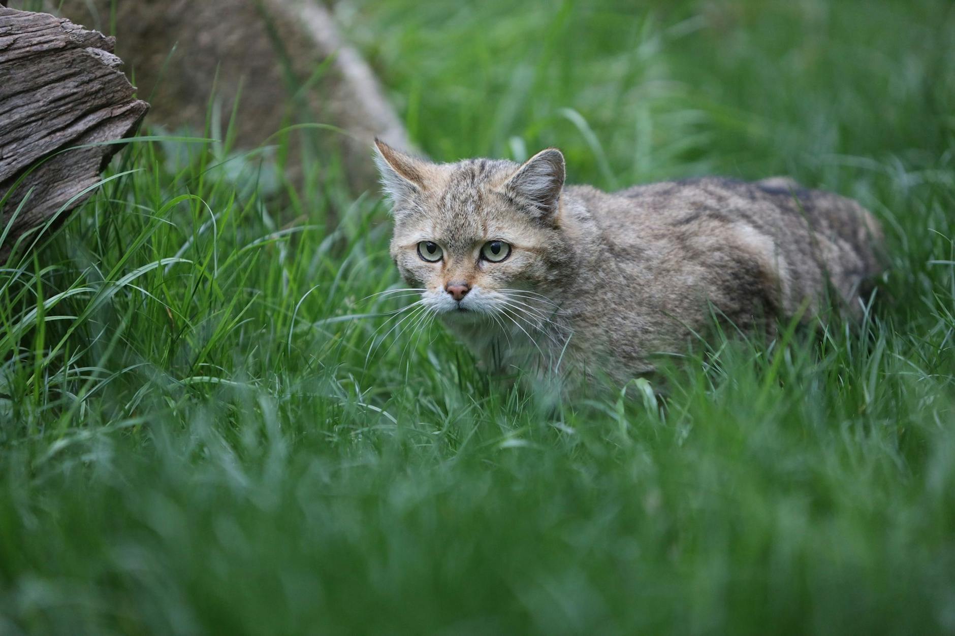 ARCHIV - Eine Wildkatze sitzt im Gras.