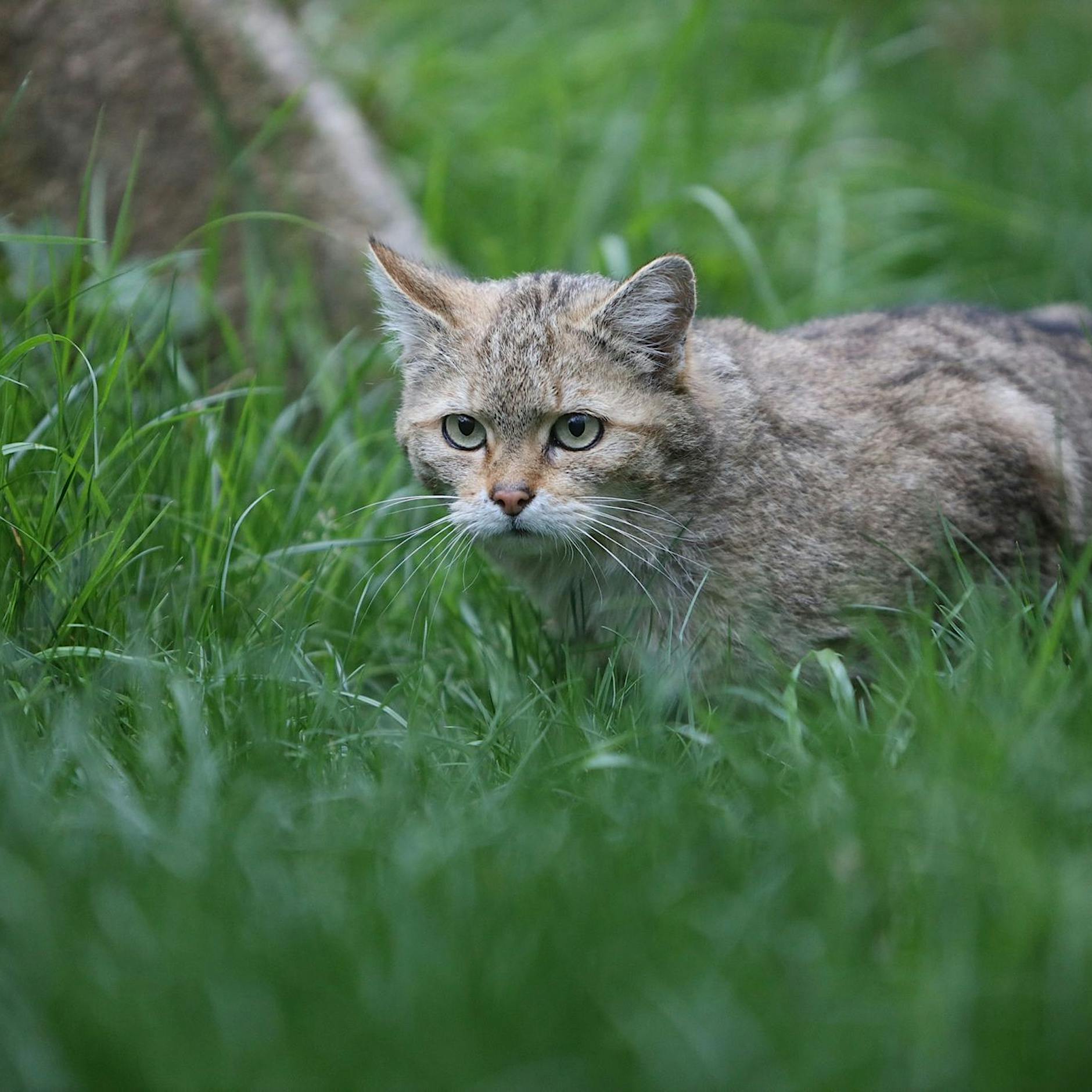 Auf leisen Pfoten: Wildkatzen in Brandenburg nachgewiesen