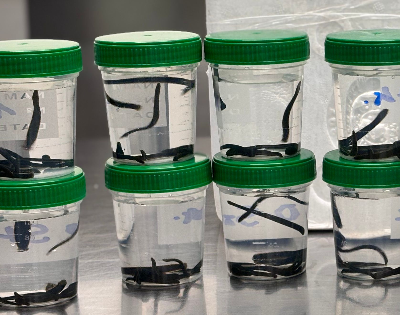 Ekel-Alarm: Zoll entdeckt 138 Blutegel im Gepäck