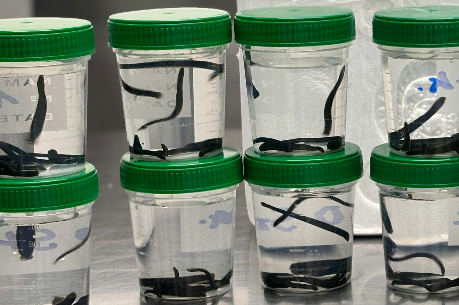 Die vom Zoll sichergestellte Blutegel schwimmen in Transport-Dosen.