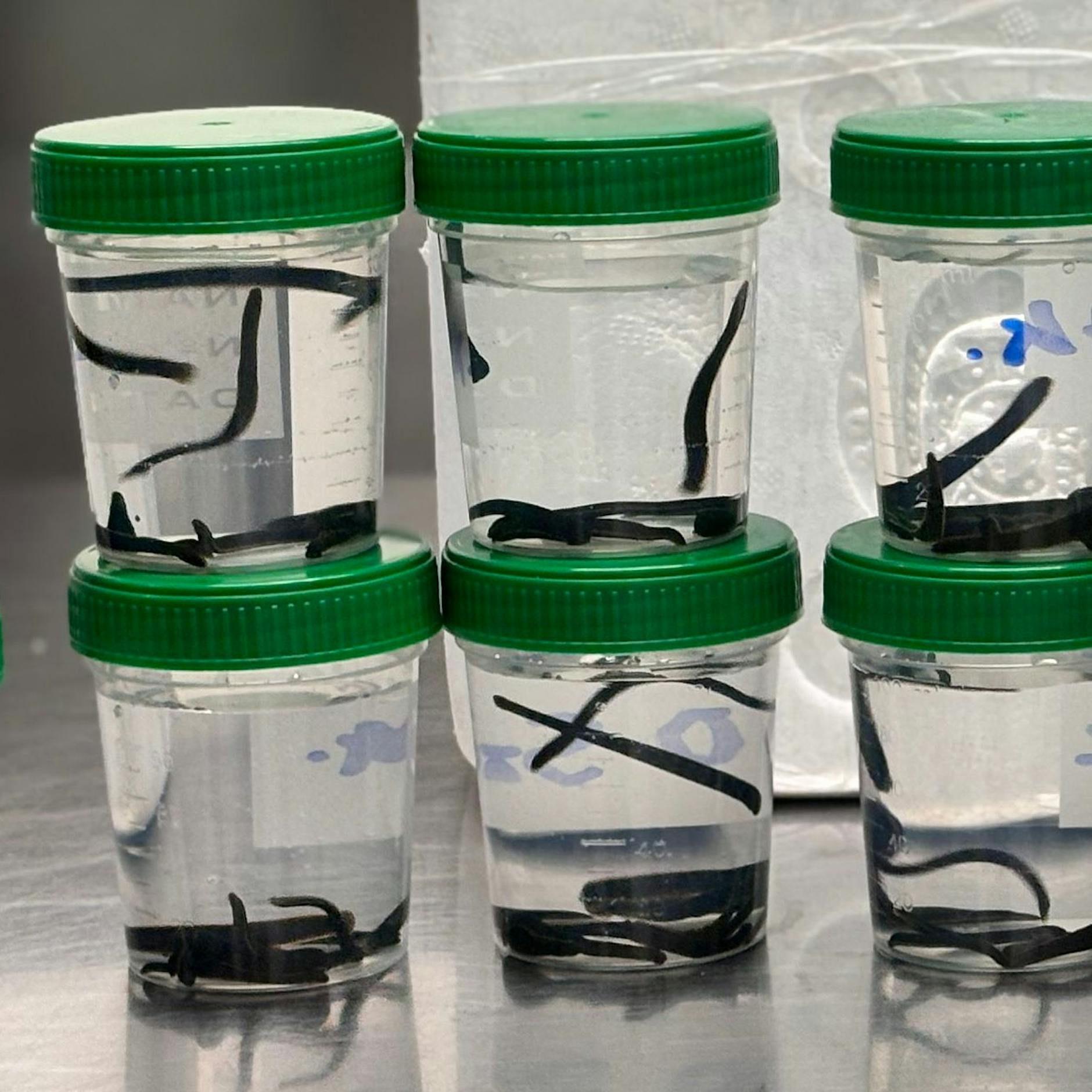 Ekel-Alarm: Zoll entdeckt 138 Blutegel im Gepäck