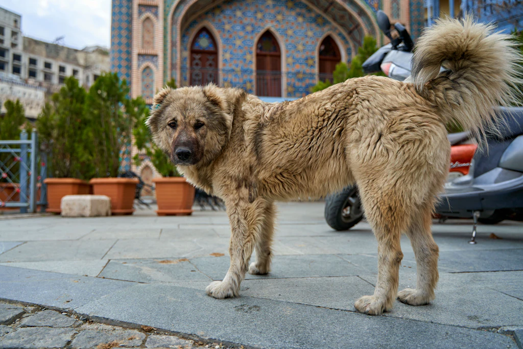 Straßenhunde in Georgien: Ein Leben in Achtung und Harmonie