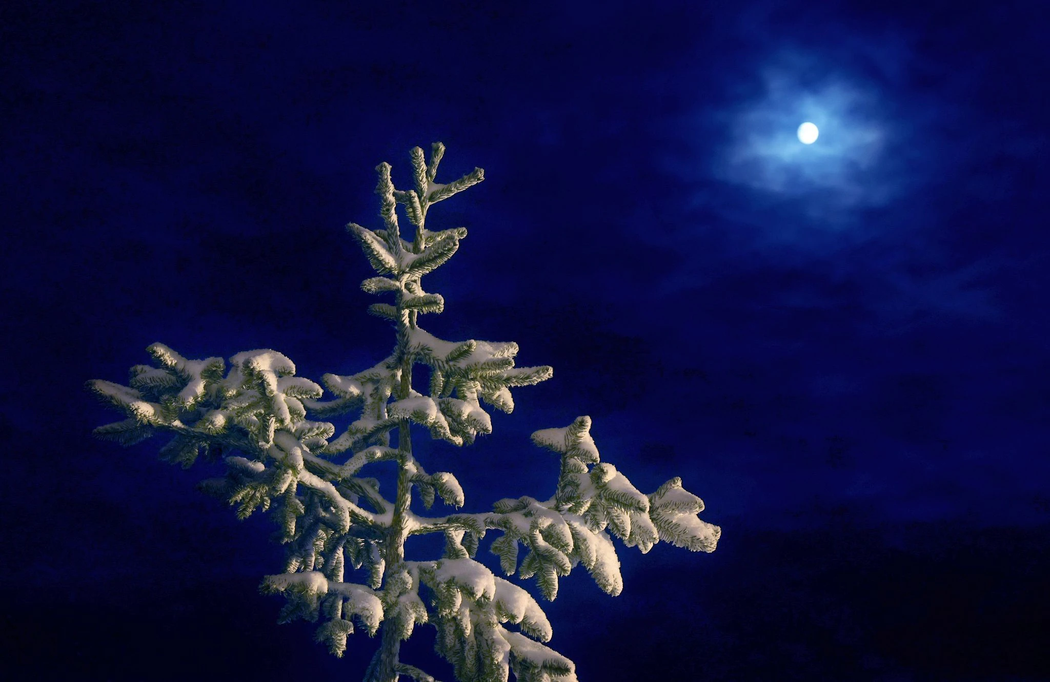 Auch in Bayern wird es winterlich: Auf dem 1055 Meter hohen Auerberg steht der zunehmende Mond hinter einem schneebedeckten Nadelbaum.  