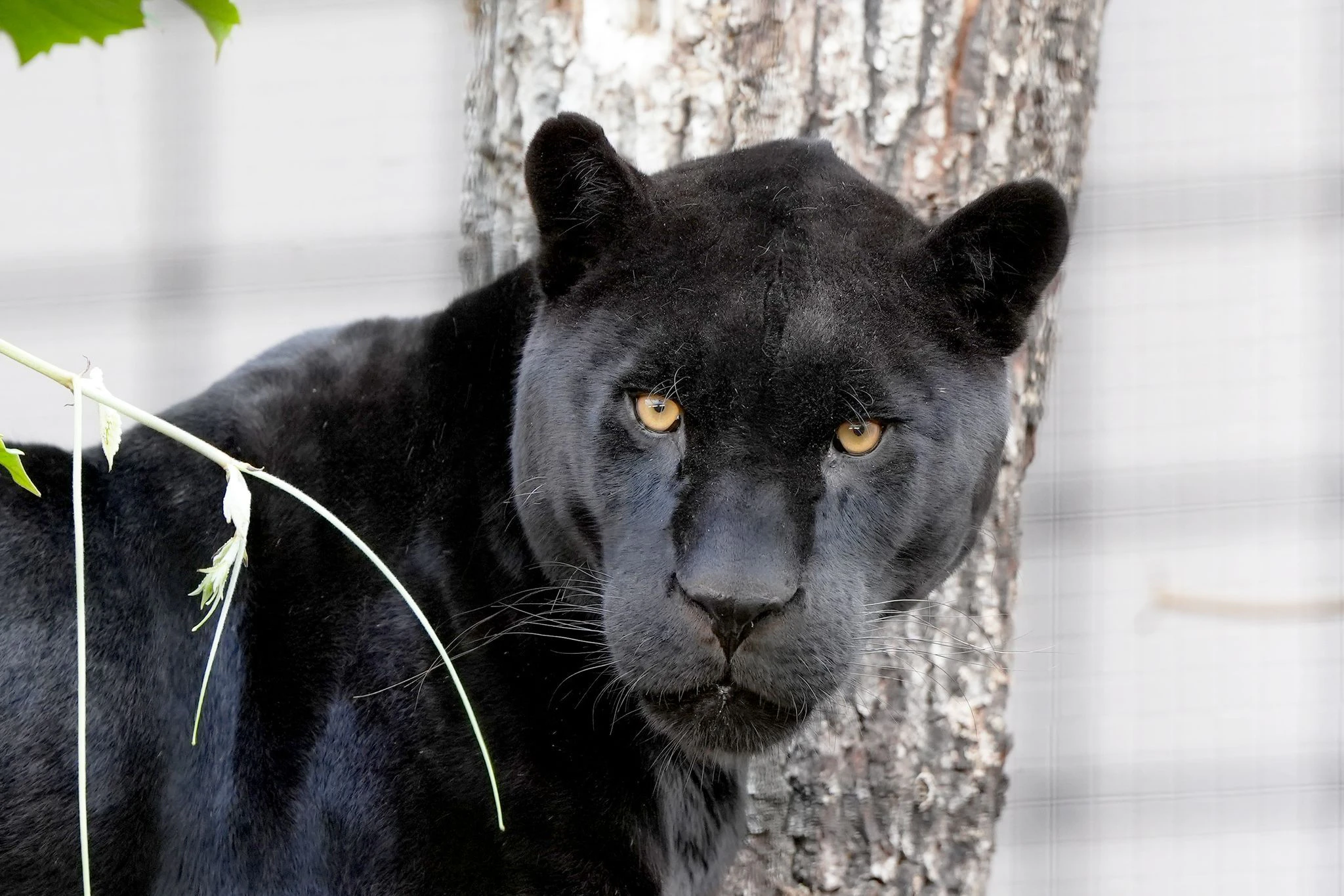 HANDOUT - Ein pechschwarzer Jaguar namens Teo ist in die Stuttgarter Wilhelma eingezogen. Gemeinsam mit Jaguarweibchen Taima könnte er irgendwann für Nachwuchs sorgen.  rt/dpa