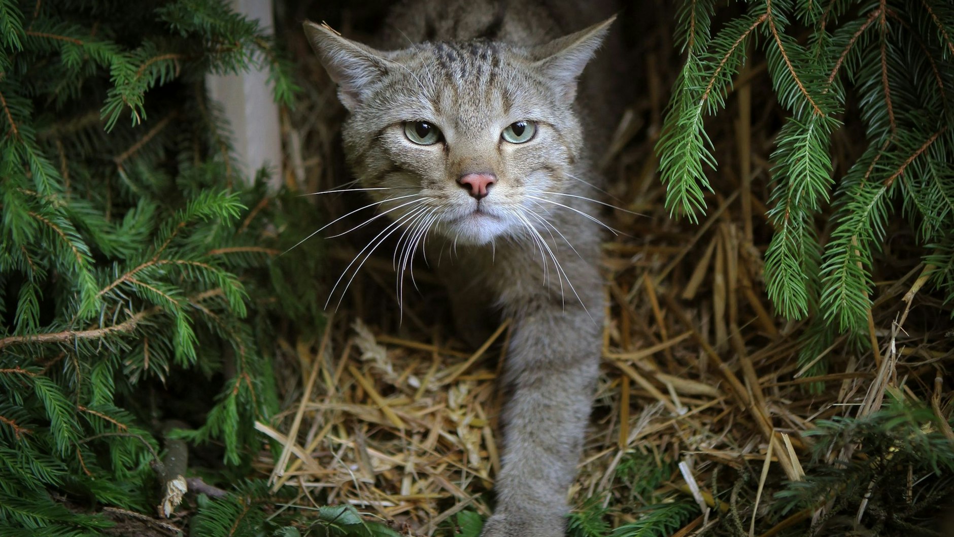 Eine Wildkatze erkundet in einem Wald ihr Auswilderungsgehege.