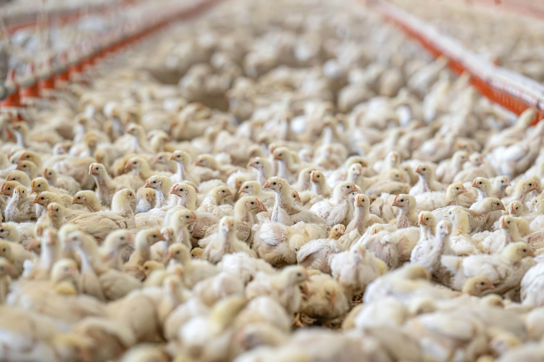 Masthähnchen stehen in einem Stall. Jedes Jahr landen Milliarden Nutzdiere im Müll.