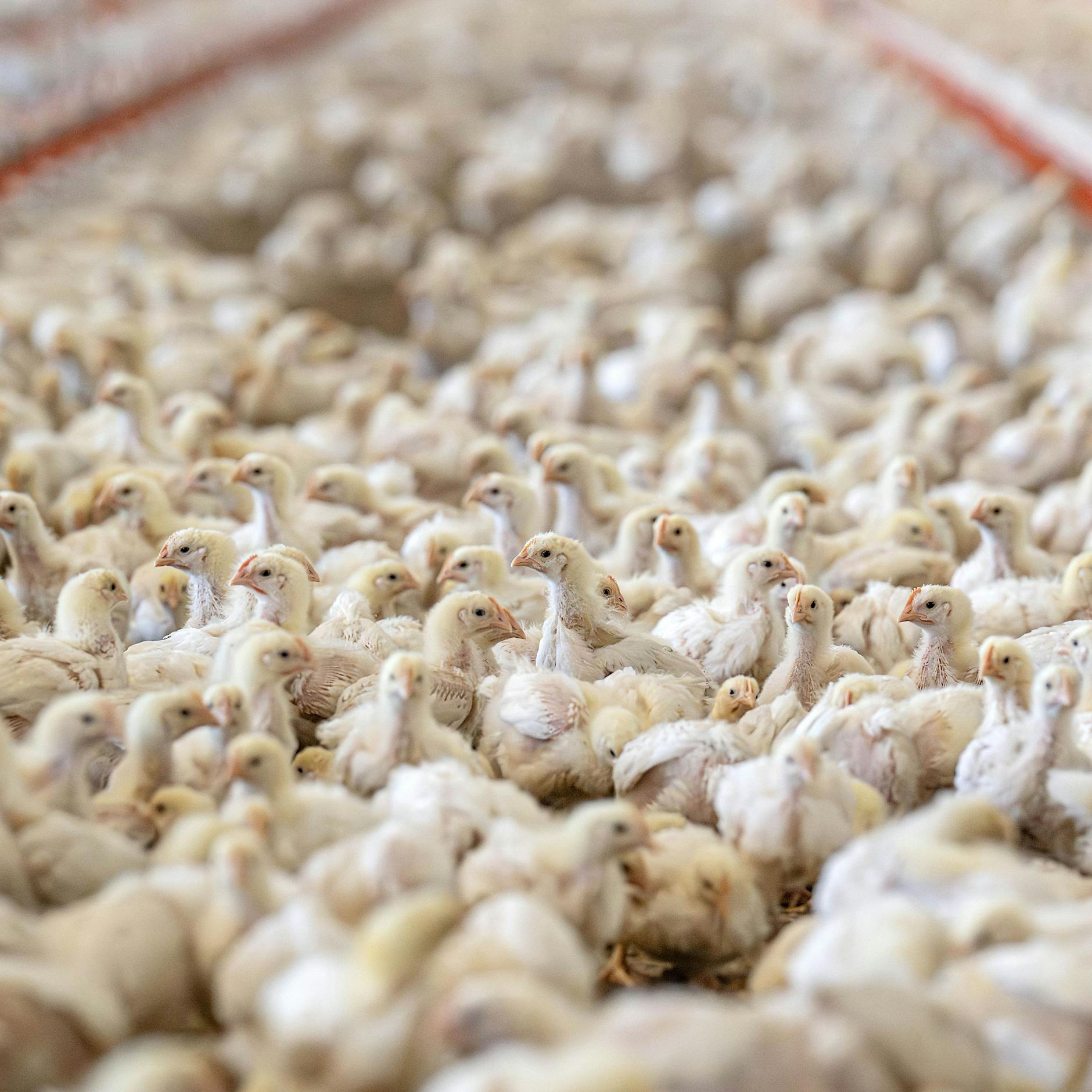 Studie zur Fleischindustrie: So viele Tiere sterben, ohne gegessen zu werden