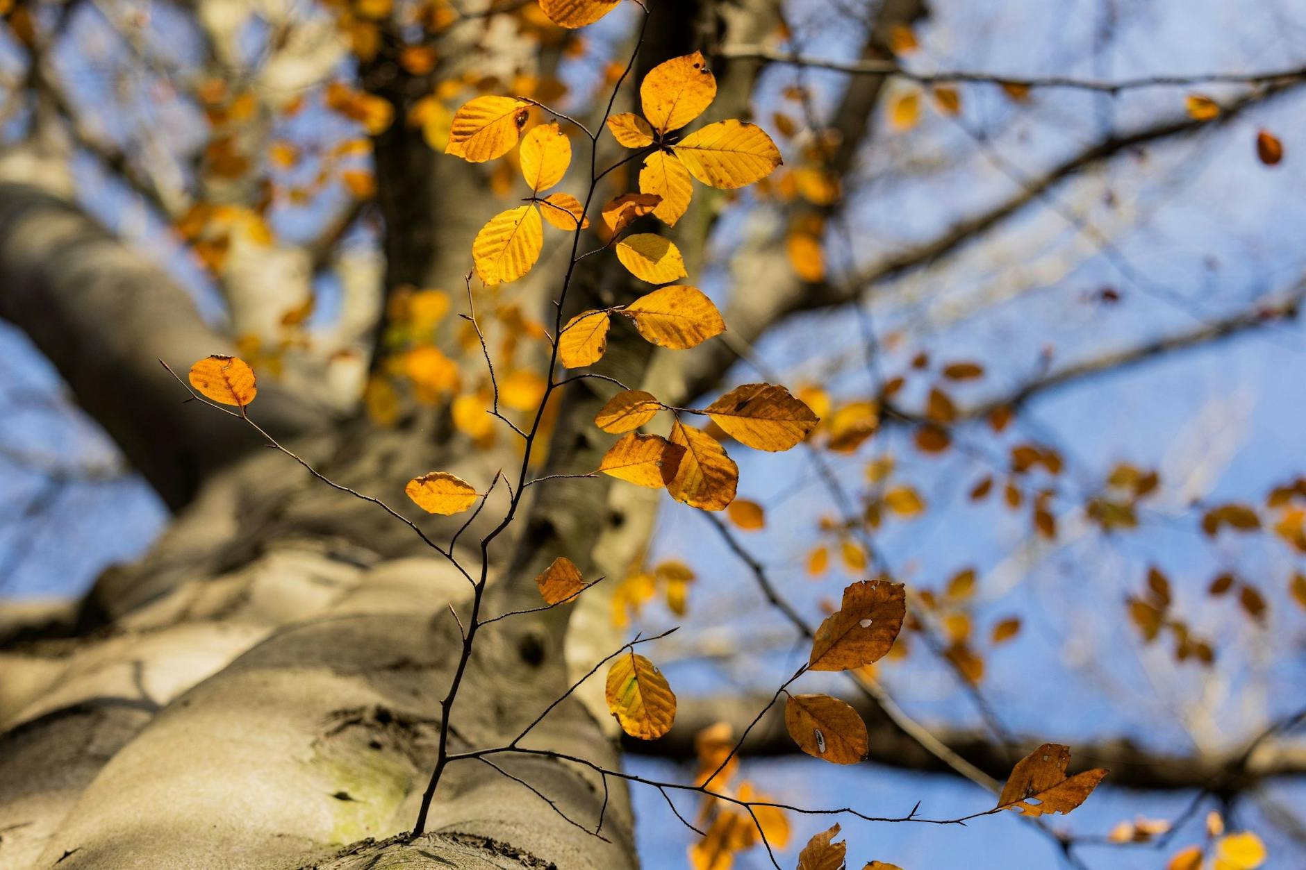 Eine Buche mit herbstlichem Laub. In den Berliner Wäldern leiden viele Bäume unter Trockenstress.