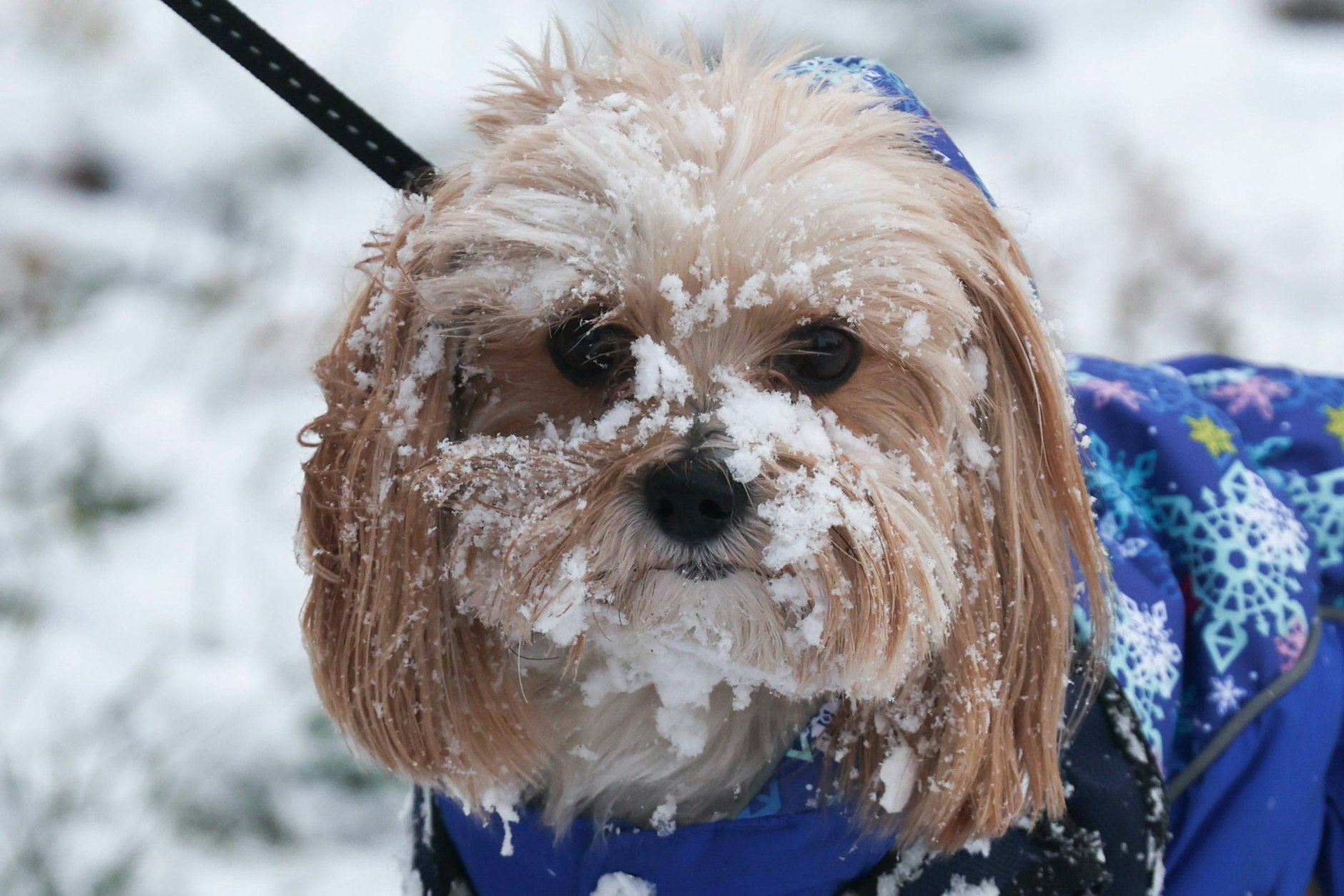 Hunde haben oft Spaß im Schnee - doch die Halter sollten einiges beachten.