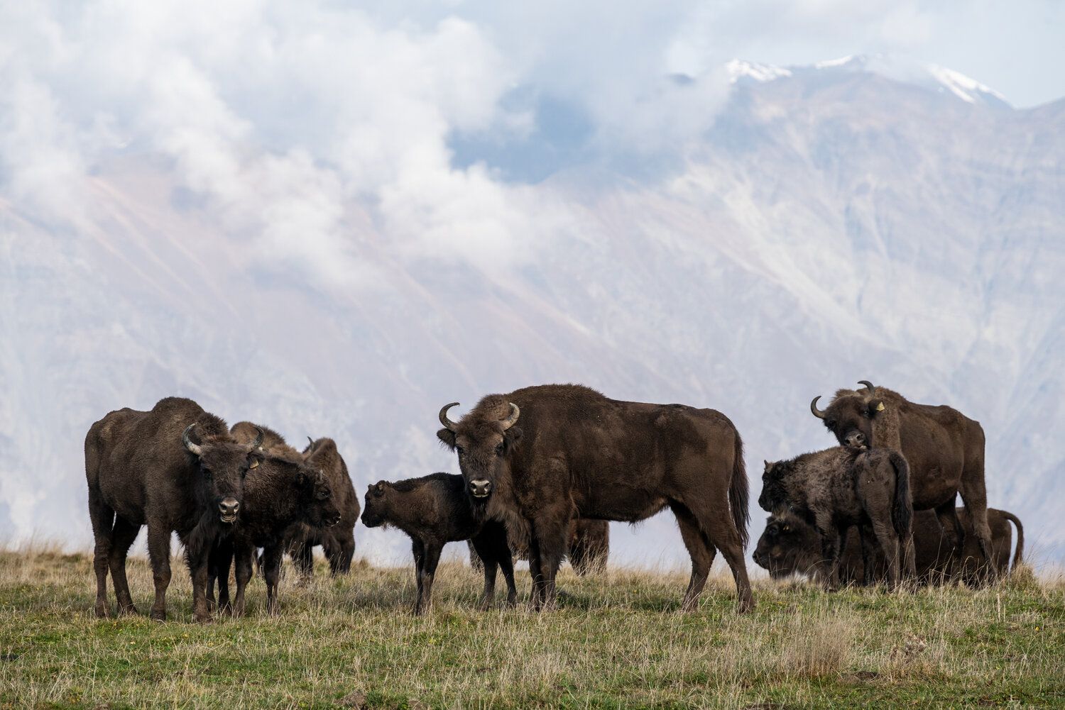 Image - Eben noch im Berliner Tierpark, jetzt schon im Kaukasus