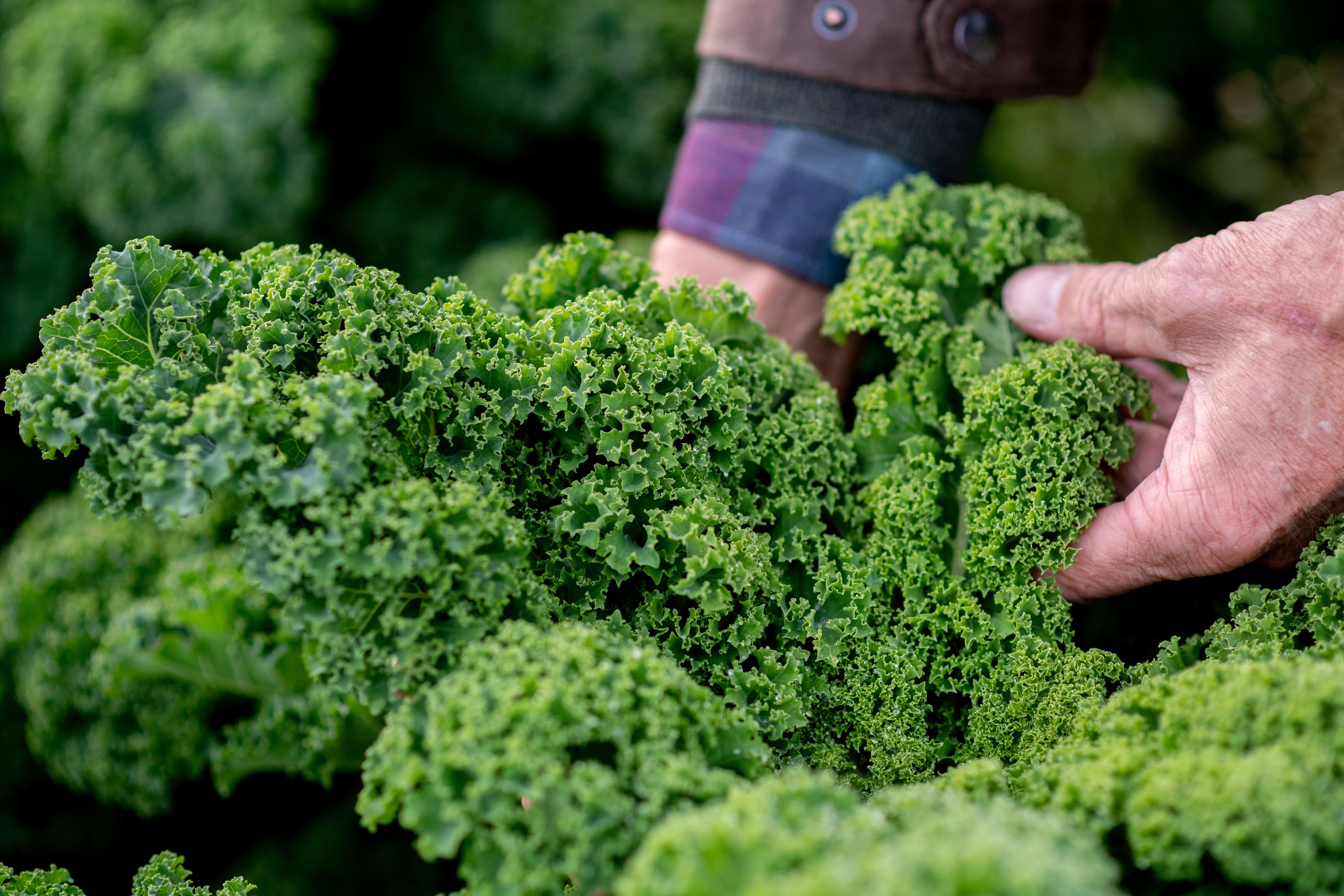 Regionales Obst und Gemüse im Dezember - eine Übersicht über saisonale Sorten