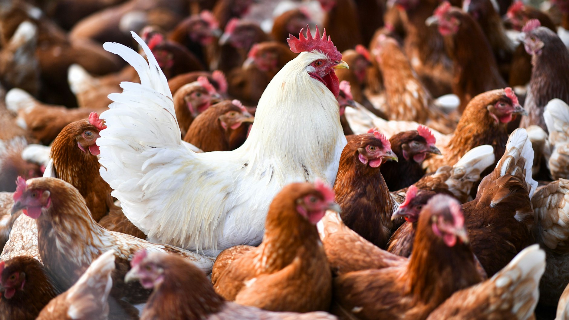 Die Geflügelpest überträgt sich auf Hühner und andere Vögel.