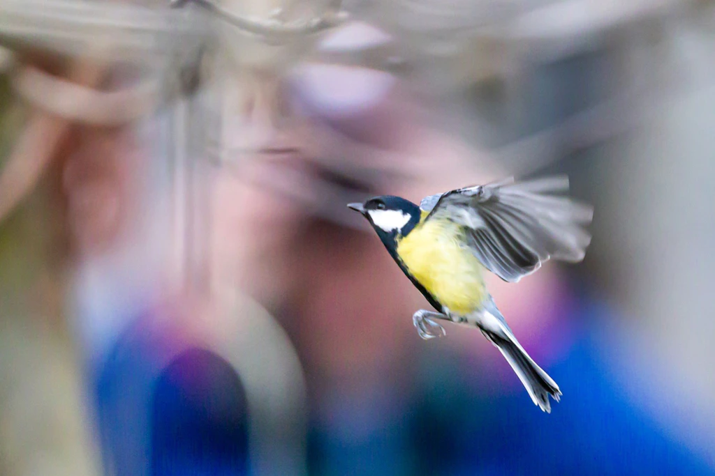 Soll man Vögel im Winter füttern oder nicht?