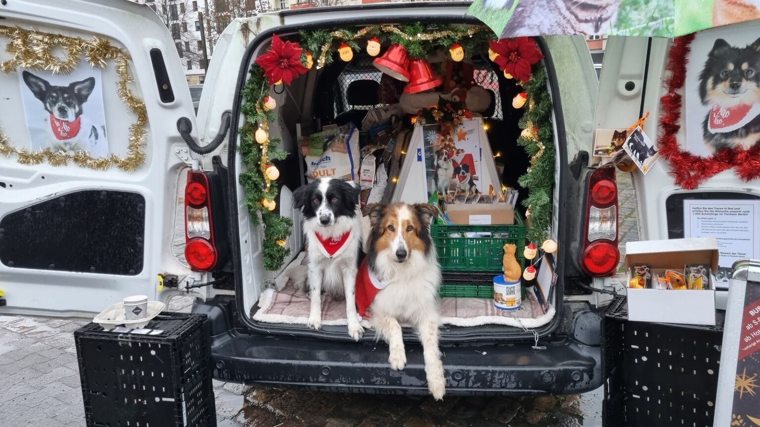 Warum Tiere Keine Weihnachtsgeschenke Sind