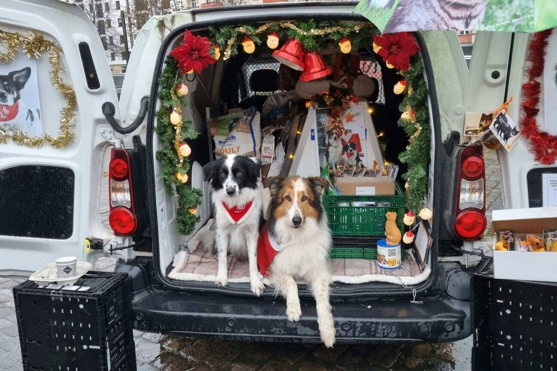 Das Tierheim Berlin klärt auf, warum Hunde keine Weihnachtsgeschenke sein sollten.