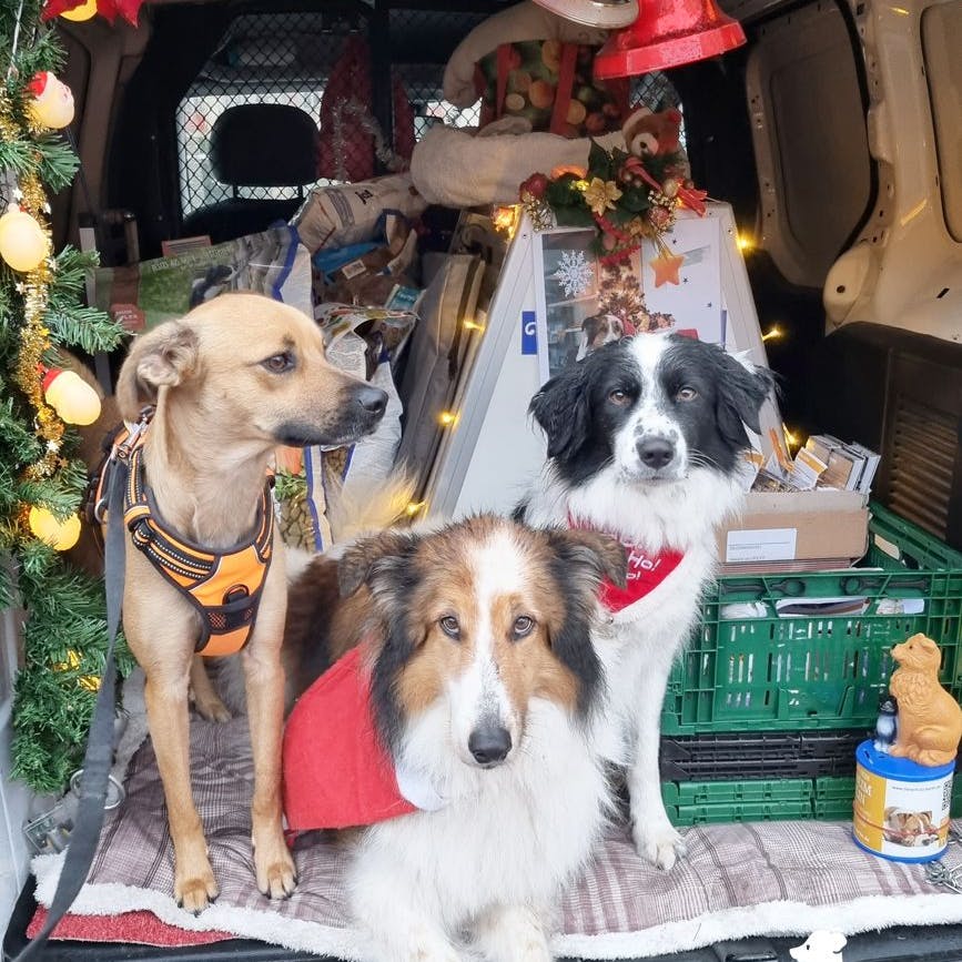 Das Tierheim Berlin ist dieses Jahr wieder mit seinem Weihnachtsmobil unterwegs.