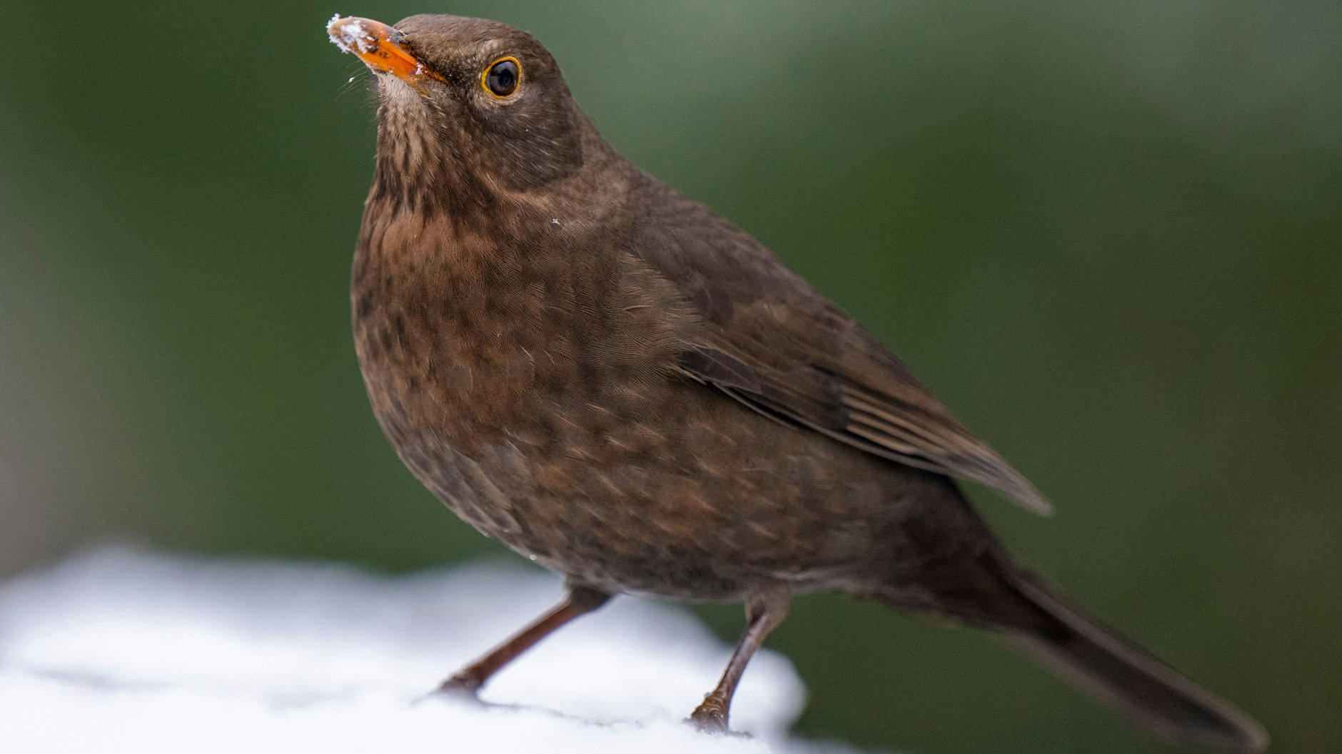 Eine weibliche Amsel sitzt auf einem schneebedeckten Brückengeländer im Schlosspark Charlottenburg.&nbsp;