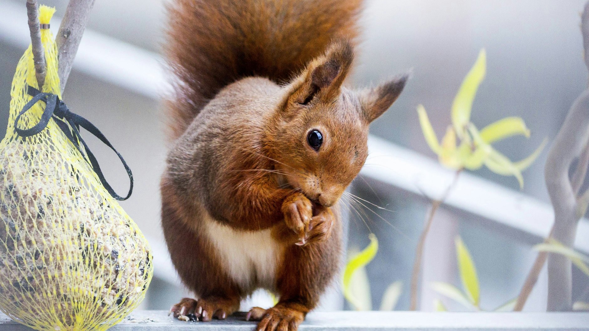 Auch Eichhörnchen freuen sich über Futter.&nbsp;